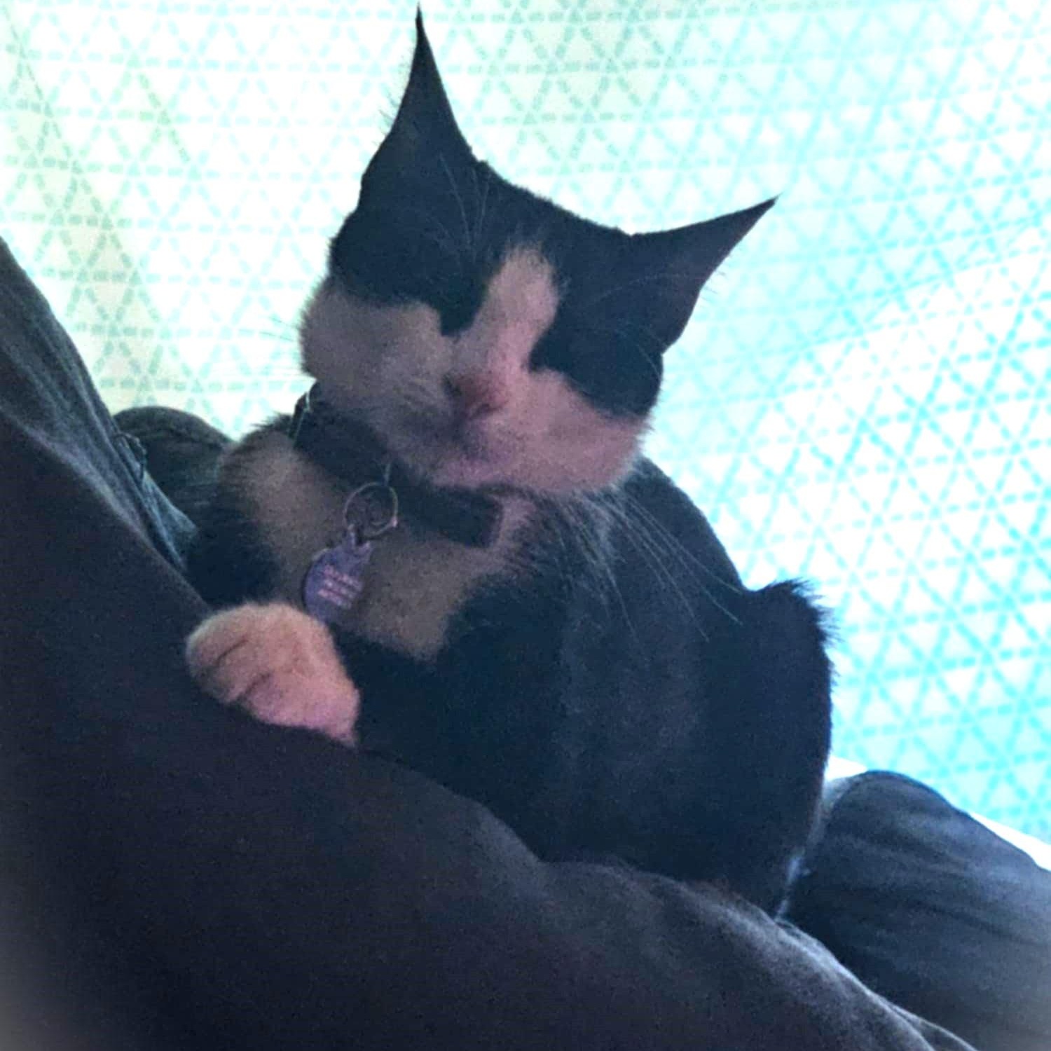 Lola, an adoptable Domestic Short Hair in Eureka, CA, 95503 | Photo Image 1