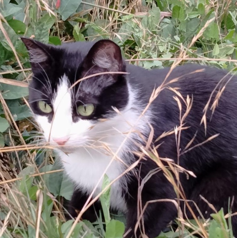 Lola, an adoptable Domestic Short Hair in Eureka, CA, 95503 | Photo Image 3