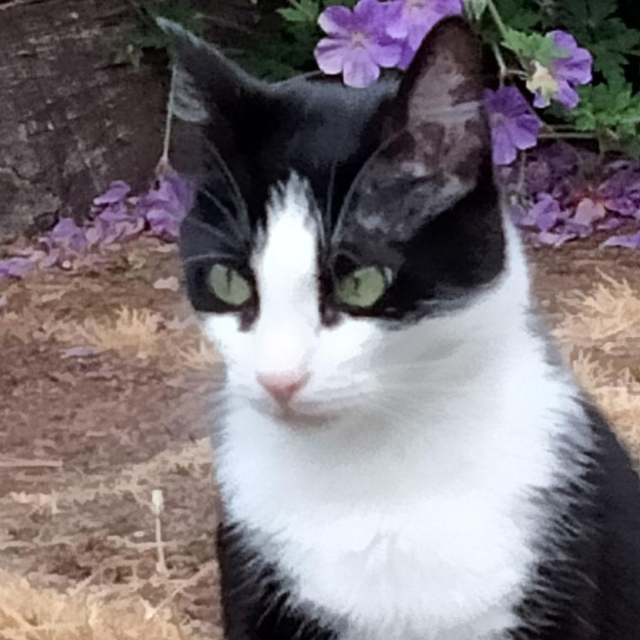 Lola, an adoptable Domestic Short Hair in Eureka, CA, 95503 | Photo Image 1