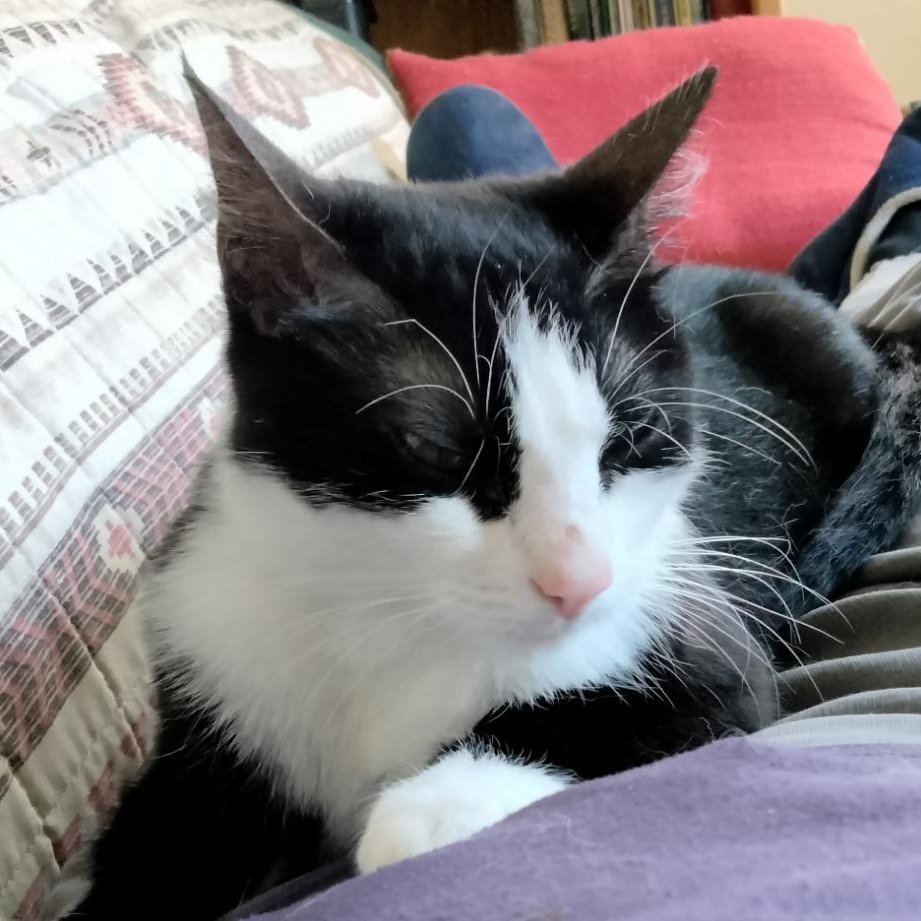 Lola, an adoptable Domestic Short Hair in Eureka, CA, 95503 | Photo Image 5