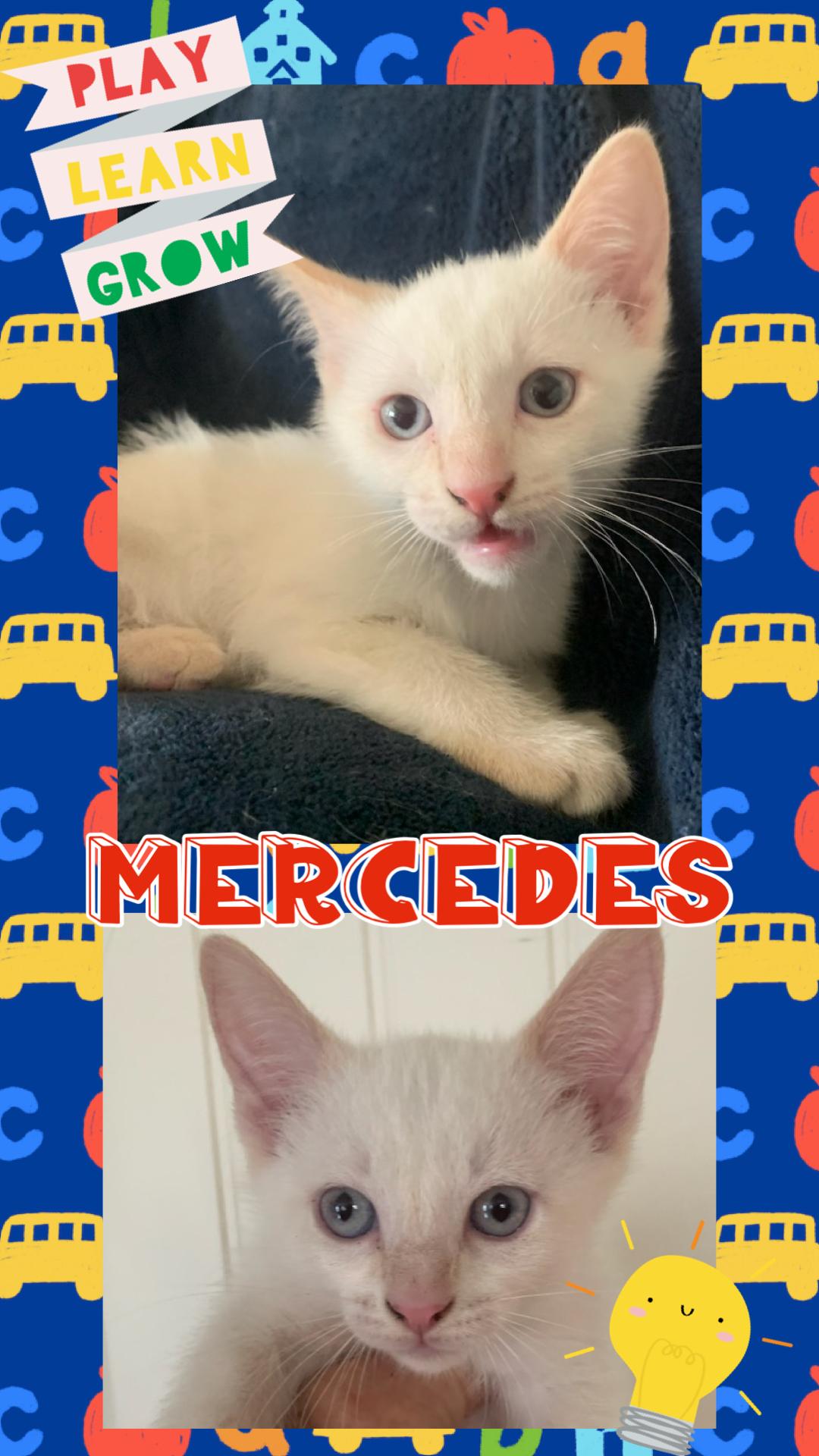 Mercedes, ADOPTABLE, Kitten Male Domestic Short Hair.