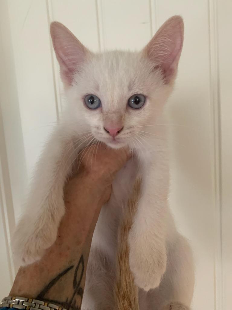Enlarge Mercedes, a ADOPTABLE Domestic Short Hair in Pasco, WA image 3/4
