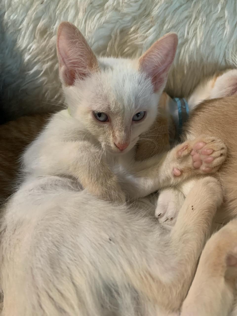 Enlarge Mercedes, a ADOPTABLE Domestic Short Hair in Pasco, WA image 2/4