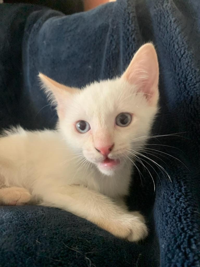 Enlarge Mercedes, a ADOPTABLE Domestic Short Hair in Pasco, WA image 4/4