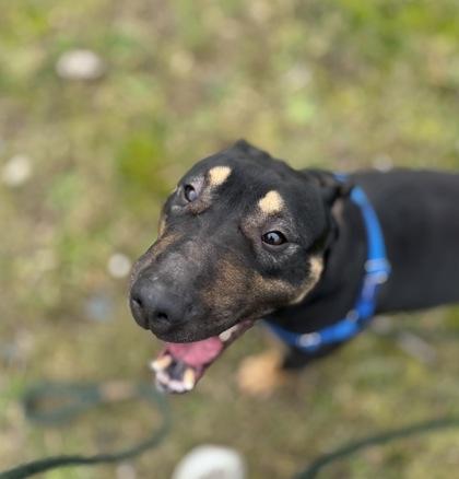 Enlarge Oso, a Adoptable mixed breed in Burlington, WA image 2/3