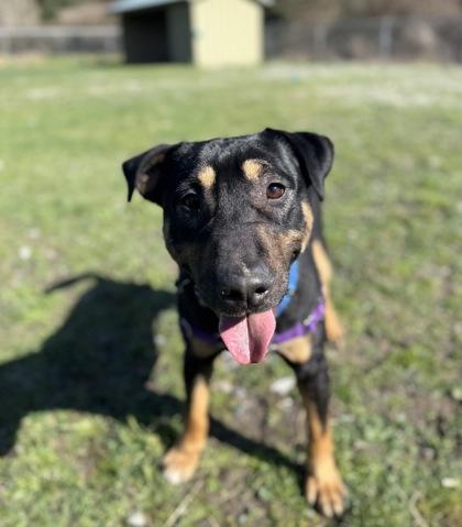 Enlarge Oso, a Adoptable mixed breed in Burlington, WA image 3/3