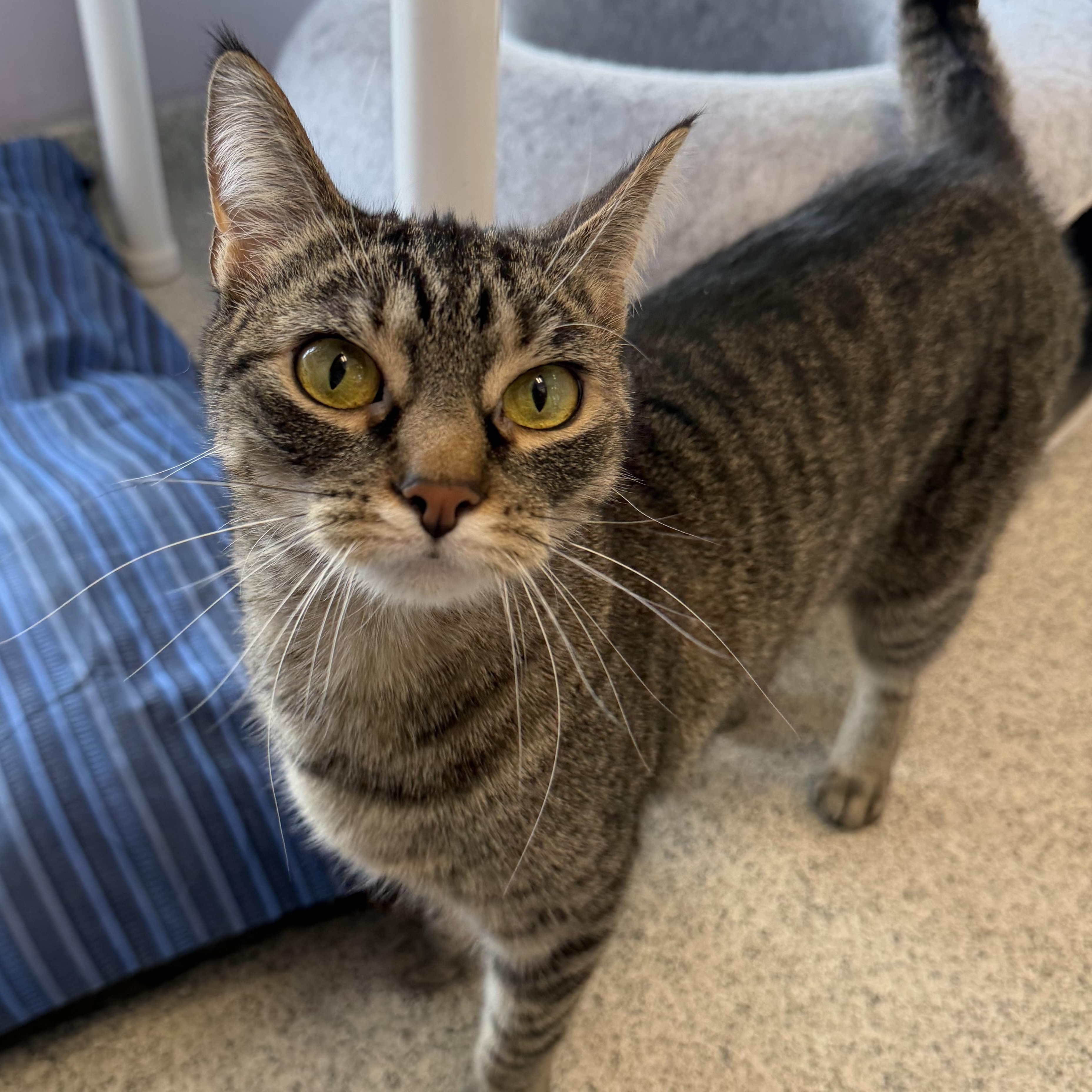 Eliza, ADOPTABLE, Young Female Domestic Short Hair.