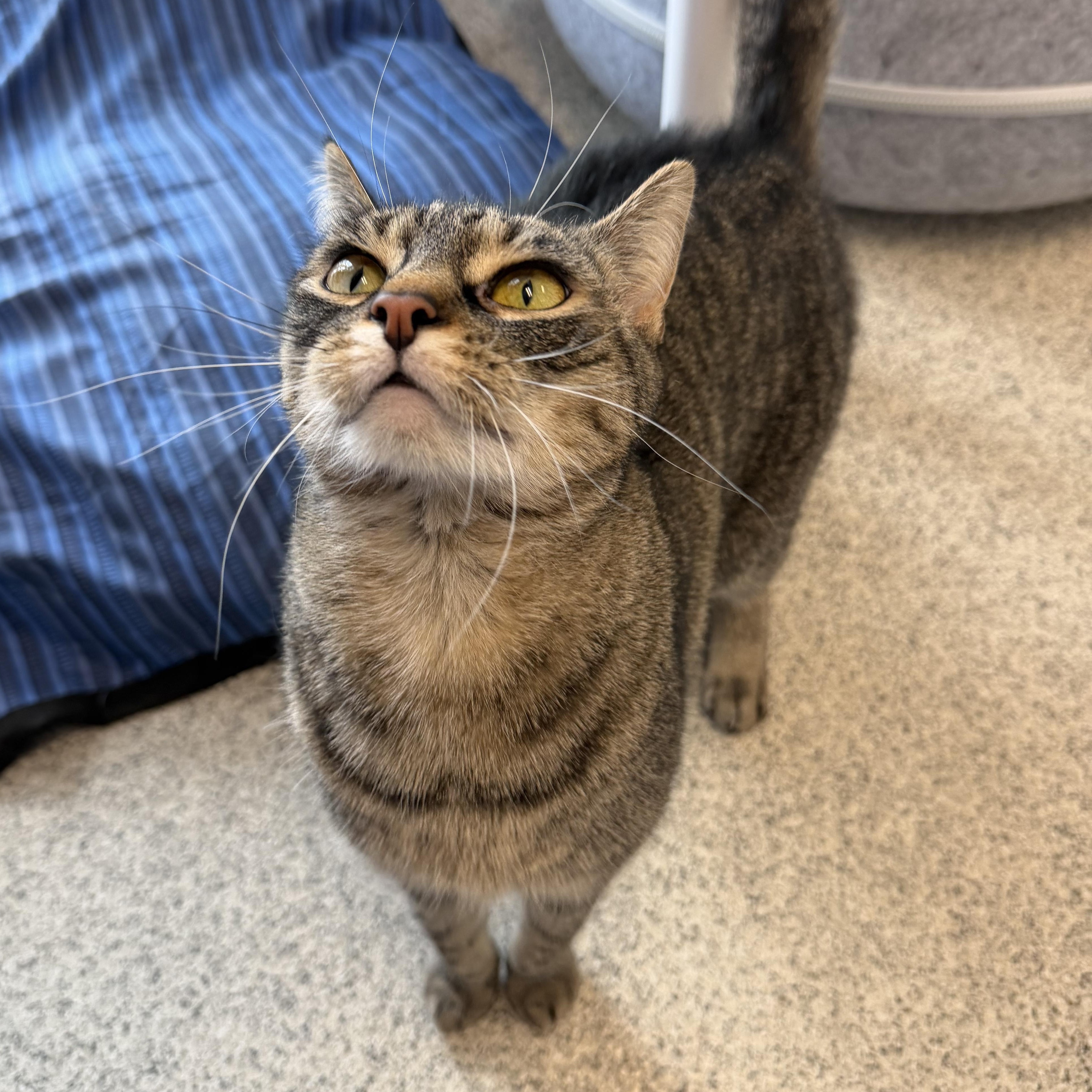 Enlarge Eliza, a ADOPTABLE Domestic Short Hair in Cooperstown, NY image 3/3