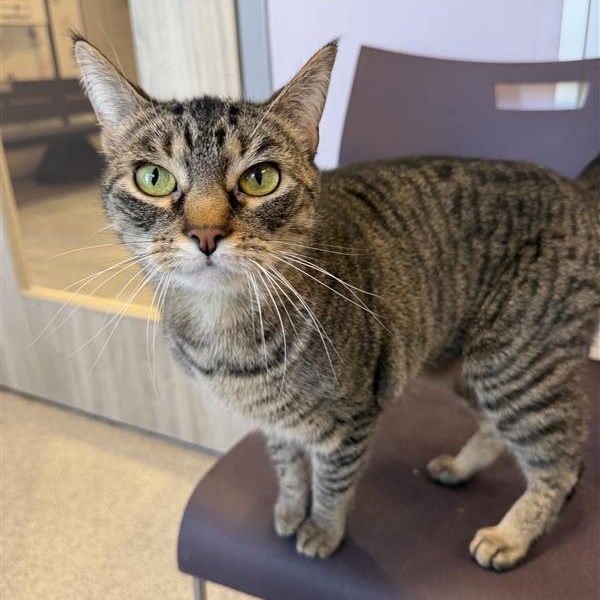 Enlarge Eliza, a ADOPTABLE Domestic Short Hair in Cooperstown, NY image 1/4