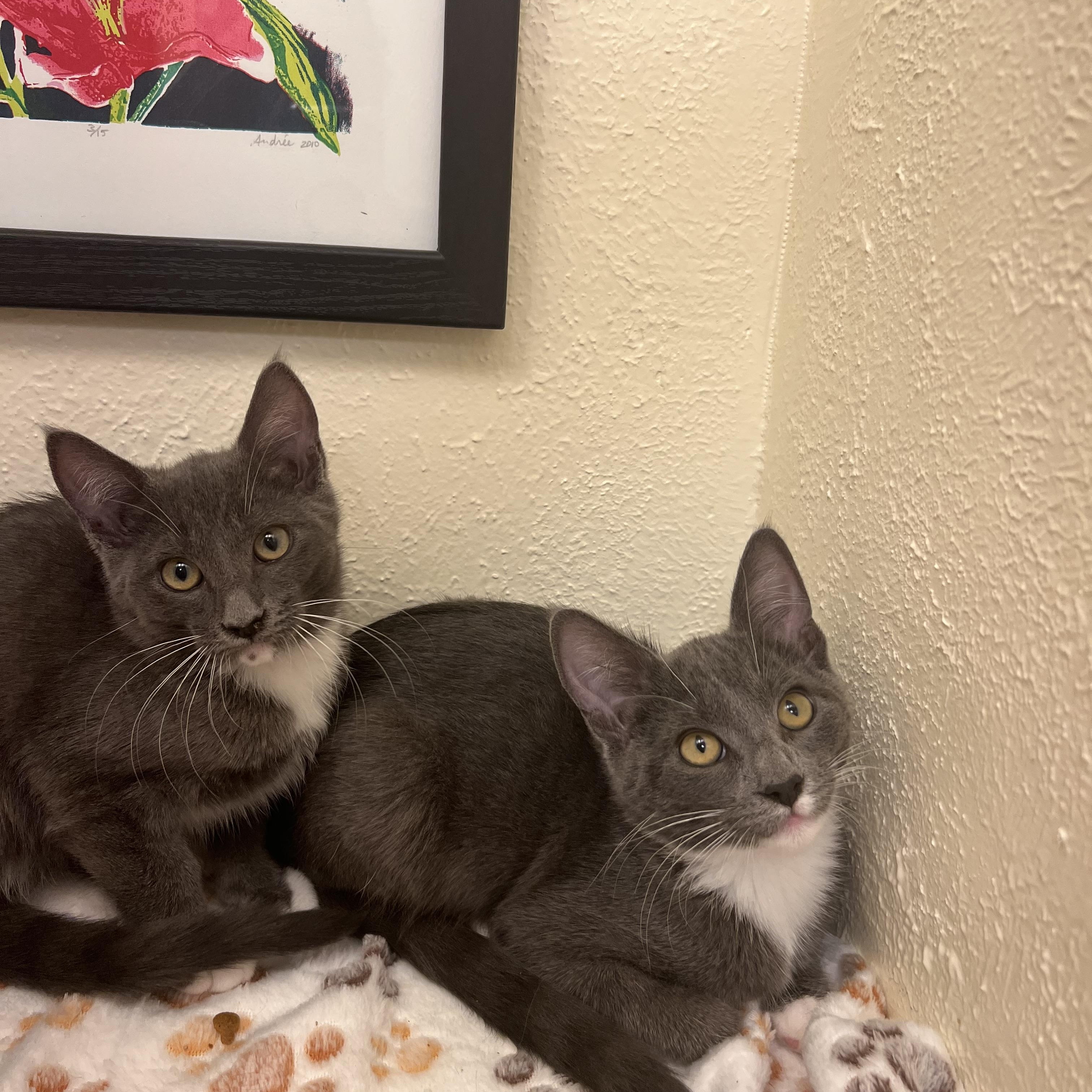 Dill, a loyal big sister (bonded twin, Fennel), a Adoptable American Shorthair in The Dalles, OR image 2/3