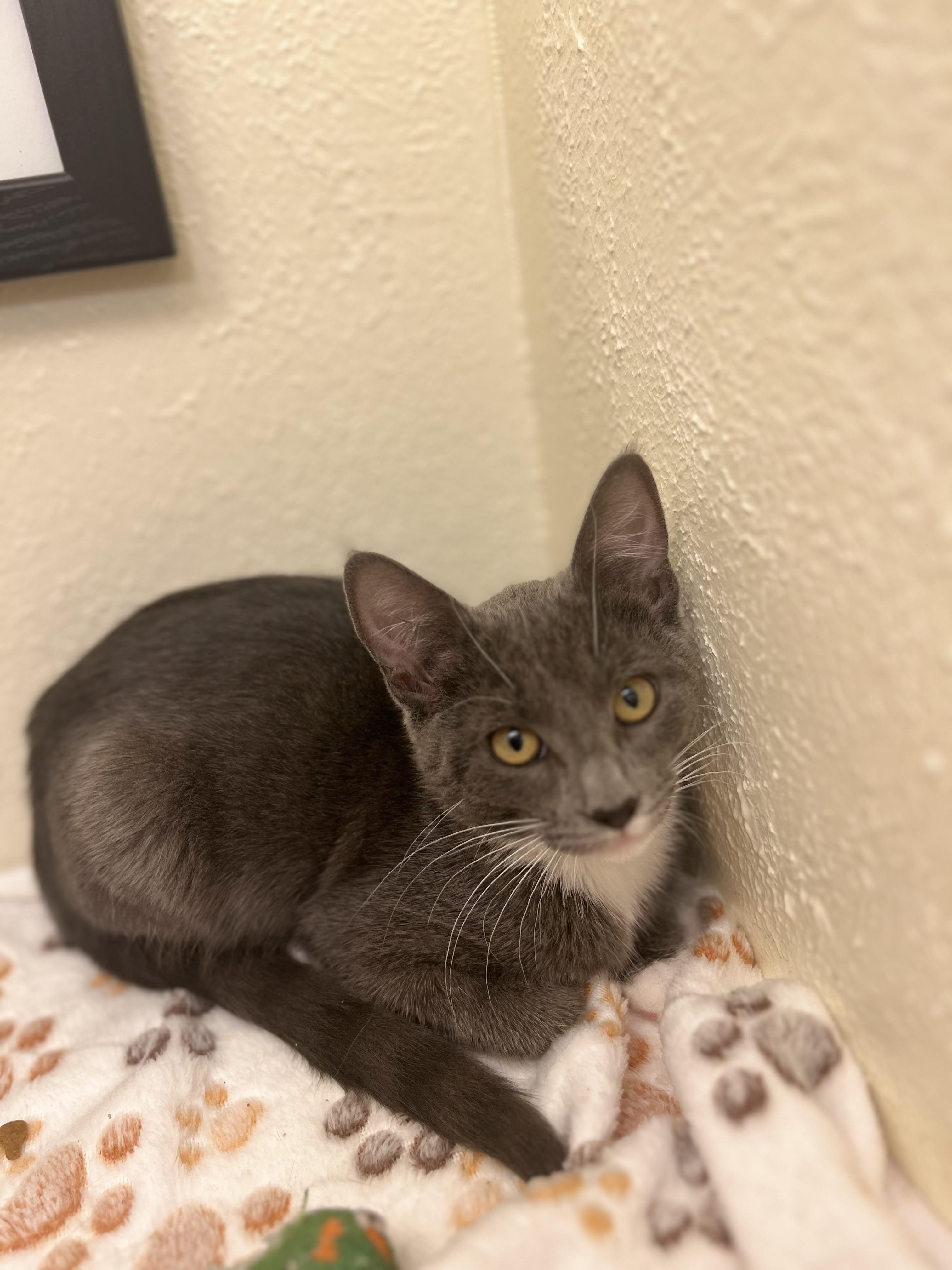 Dill, a loyal big sister (bonded twin, Fennel), a Adoptable American Shorthair in The Dalles, OR image 1/3
