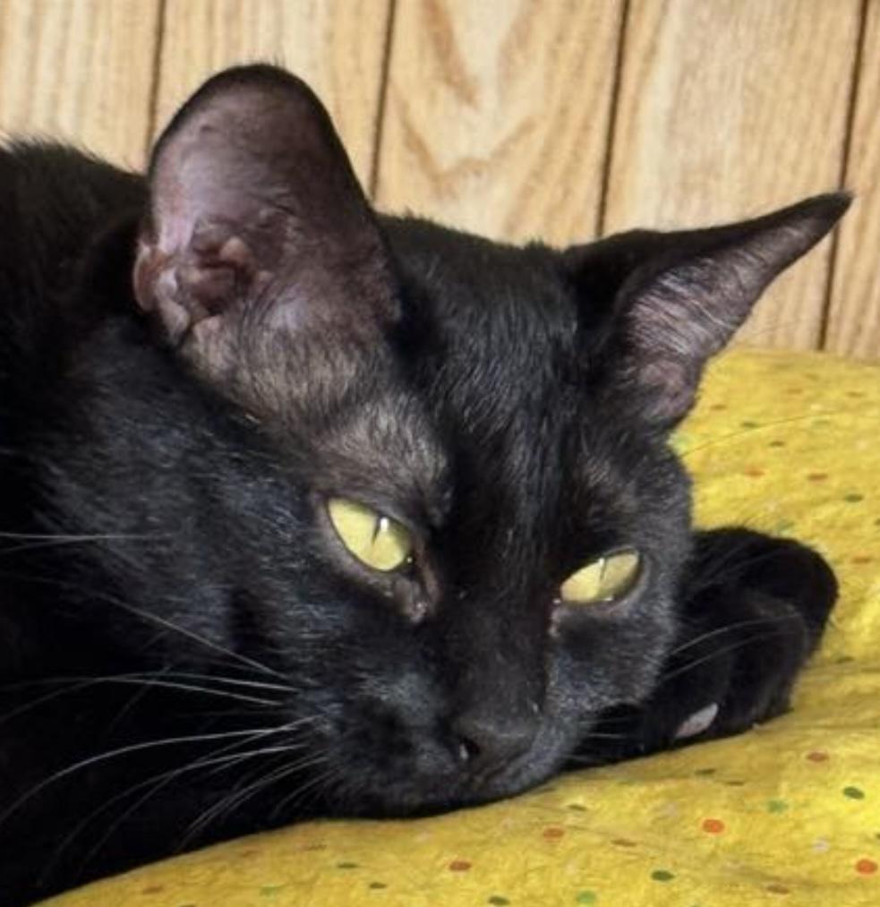 Black Pearl, Adoptable, Young Female Domestic Short Hair.
