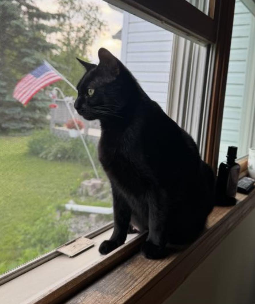 Enlarge Black Pearl, a Adoptable Domestic Short Hair in Sault Sainte Marie, MI image 2/3