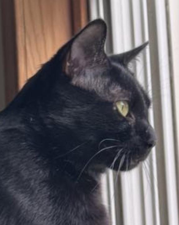 Enlarge Black Pearl, a Adoptable Domestic Short Hair in Sault Sainte Marie, MI image 3/3