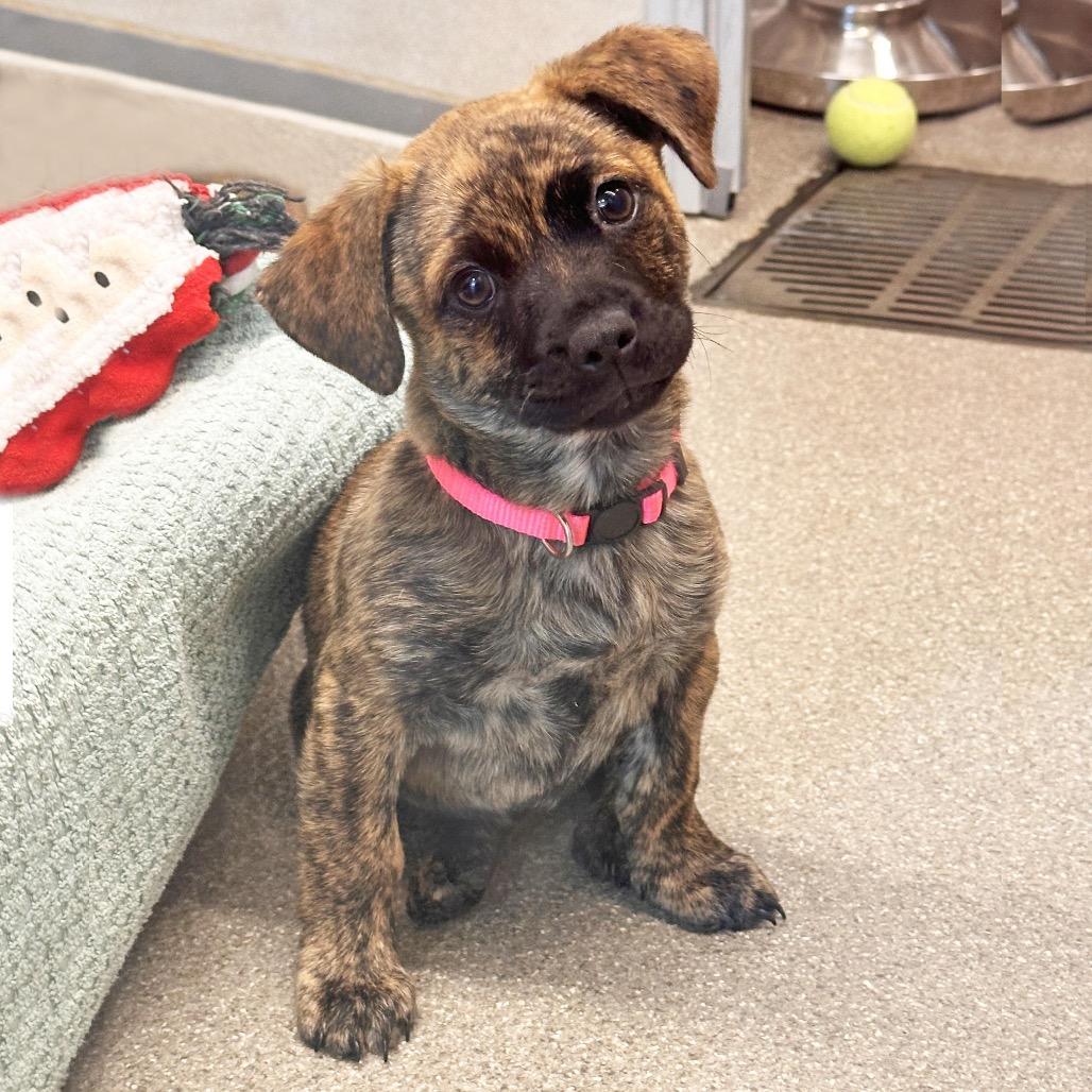 Willow, Adoptable, Puppy Female Mixed Breed.