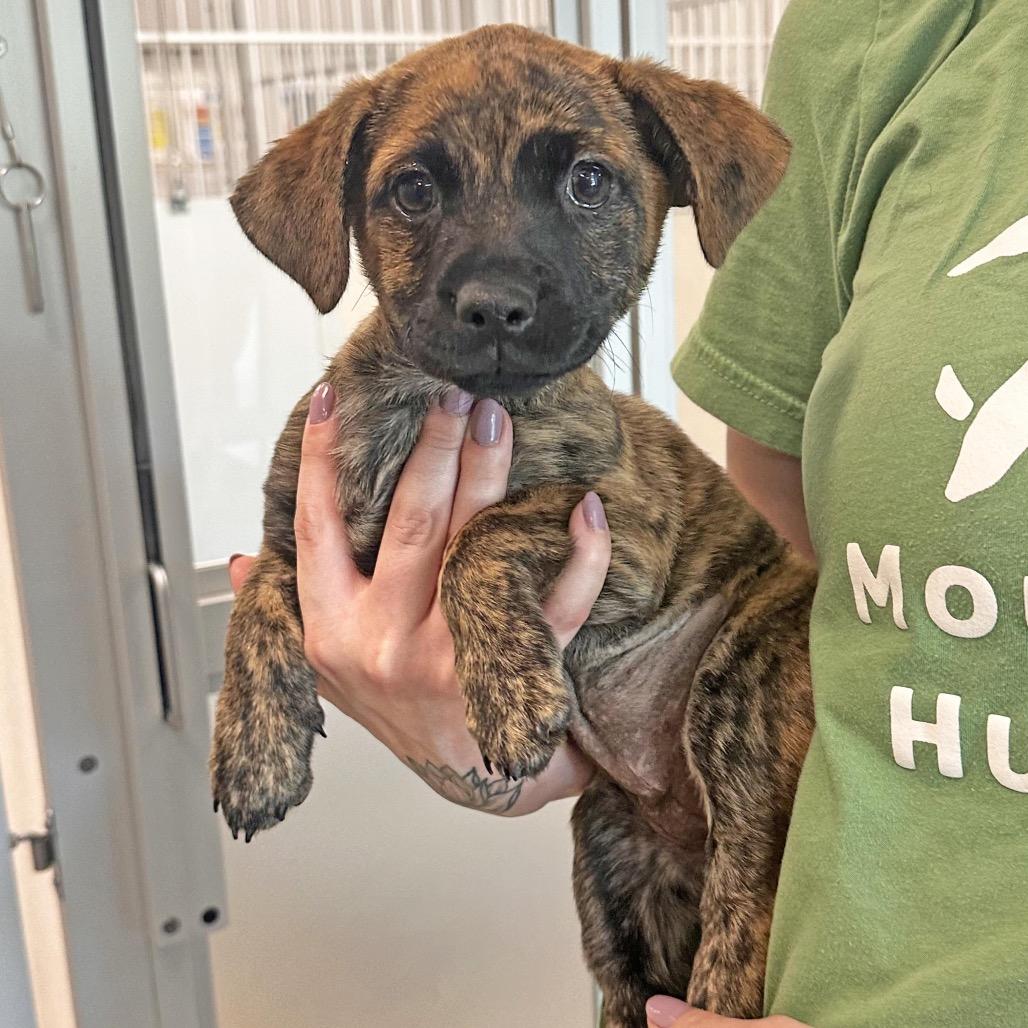 Willow, a Adoptable Mixed Breed in Hailey, ID image 2/3