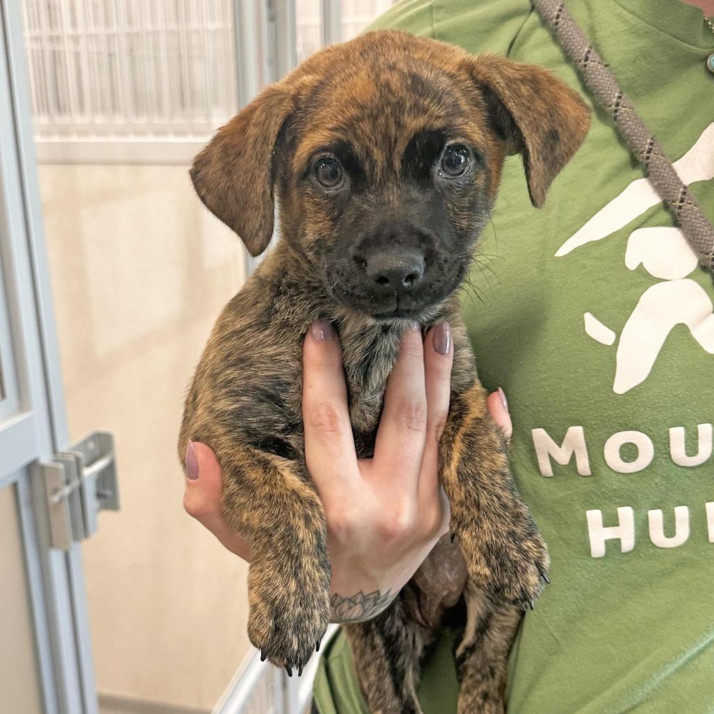 Willow, a Adoptable Mixed Breed in Hailey, ID image 3/3