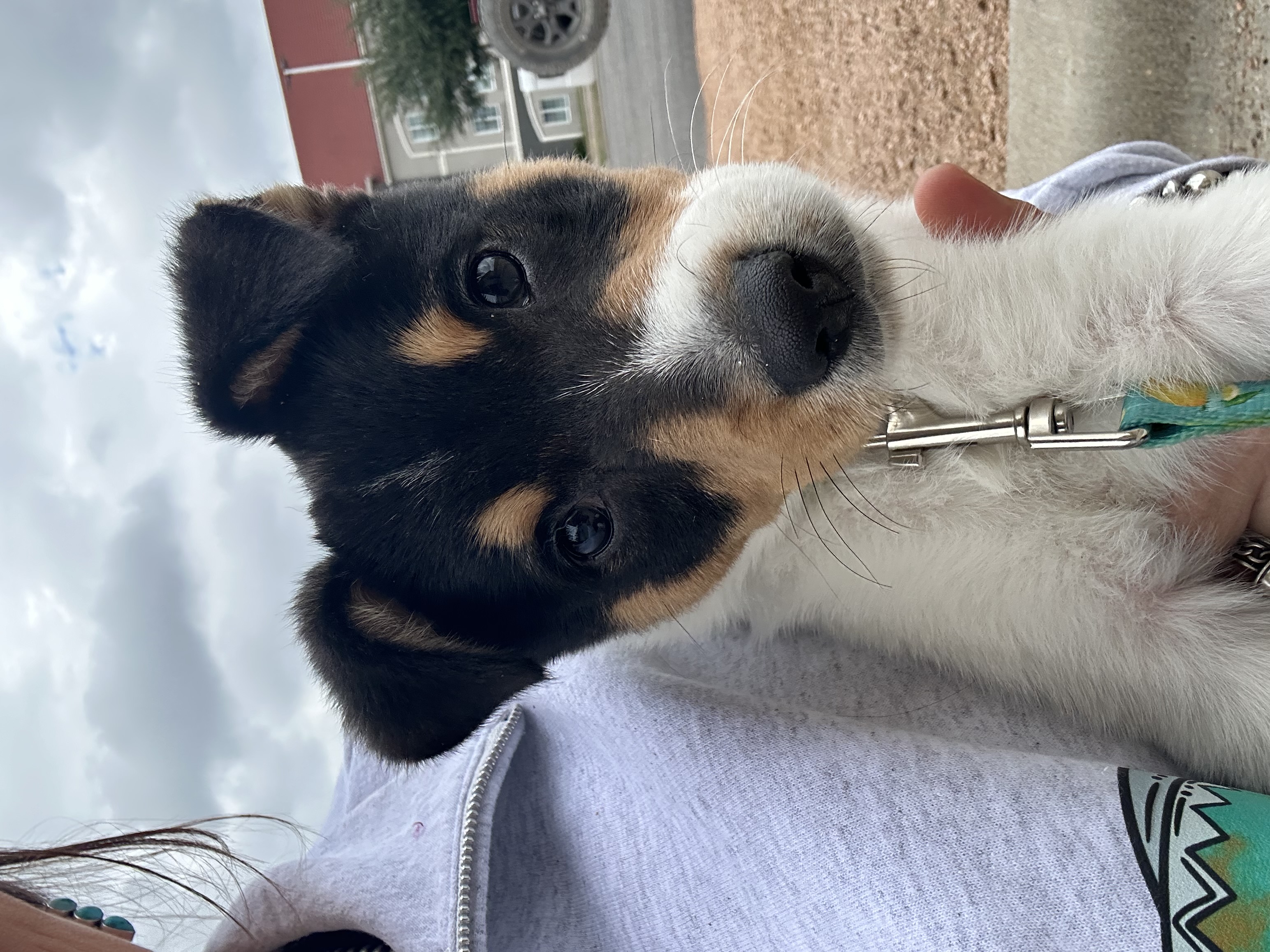 Enlarge Bubbles, a Adopted Rat Terrier in Stephenville, TX image 1/6