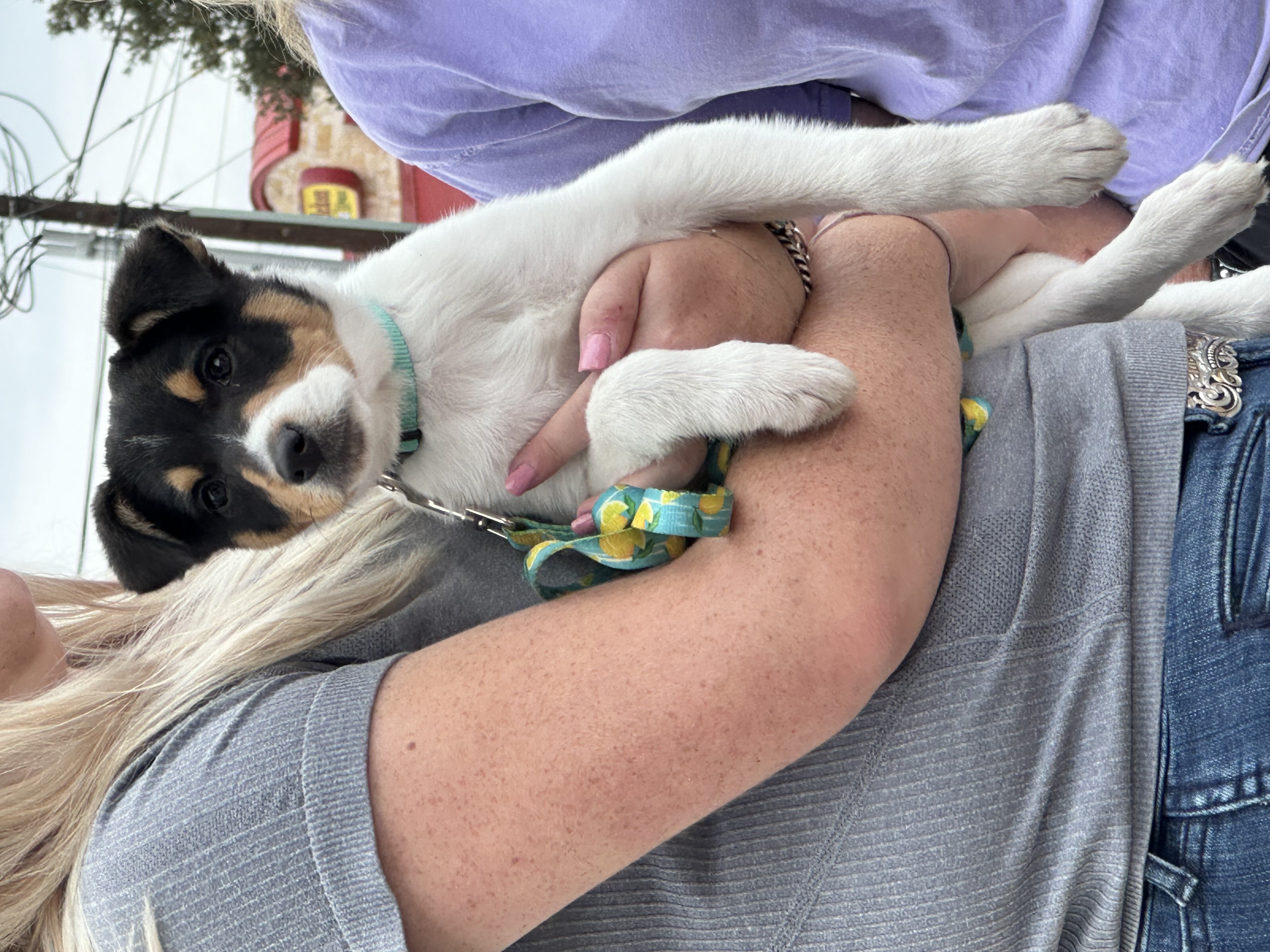 Bubbles, Adopted, Puppy Female Rat Terrier.