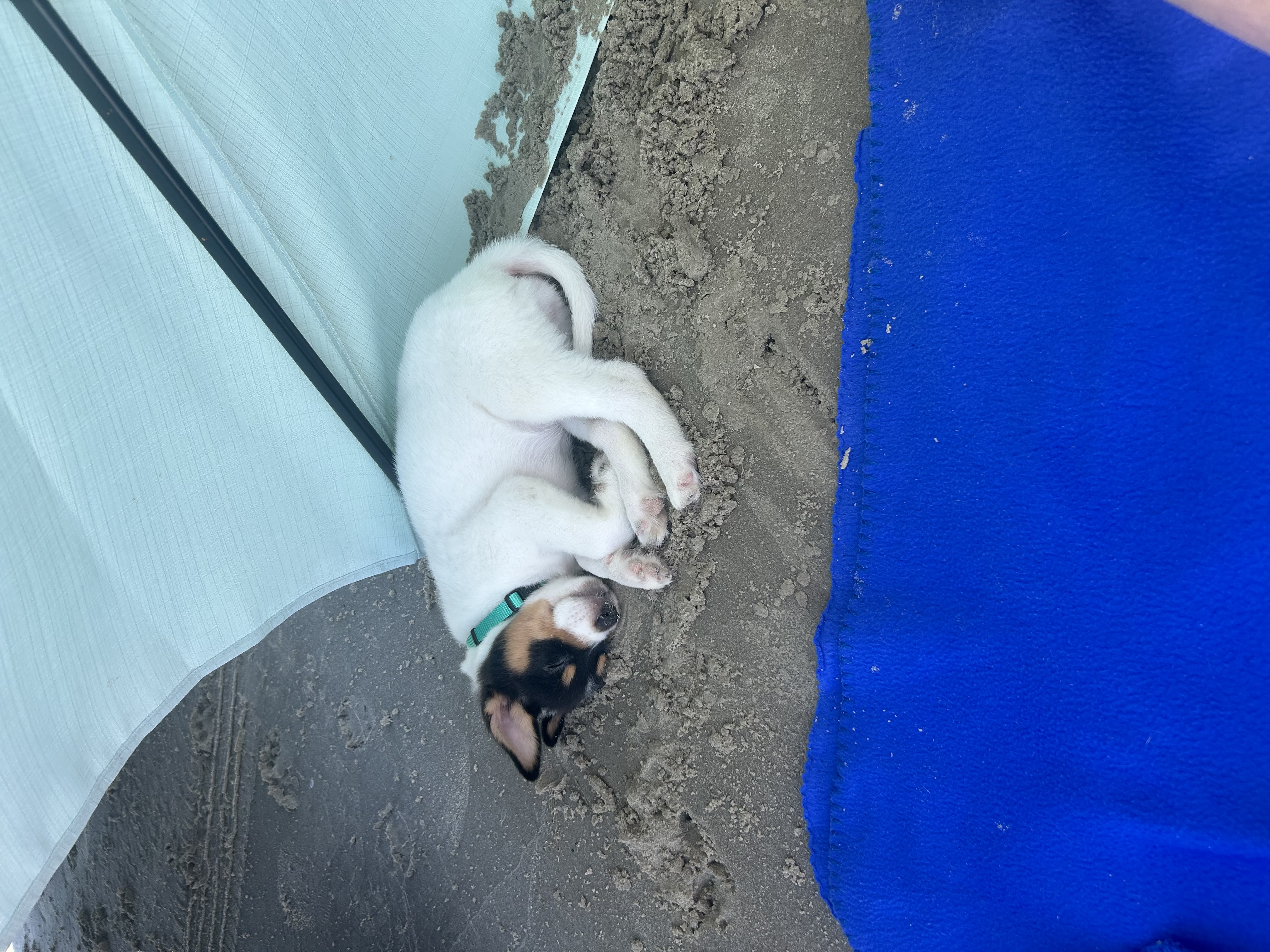 Enlarge Bubbles, a Adopted Rat Terrier in Stephenville, TX image 3/6