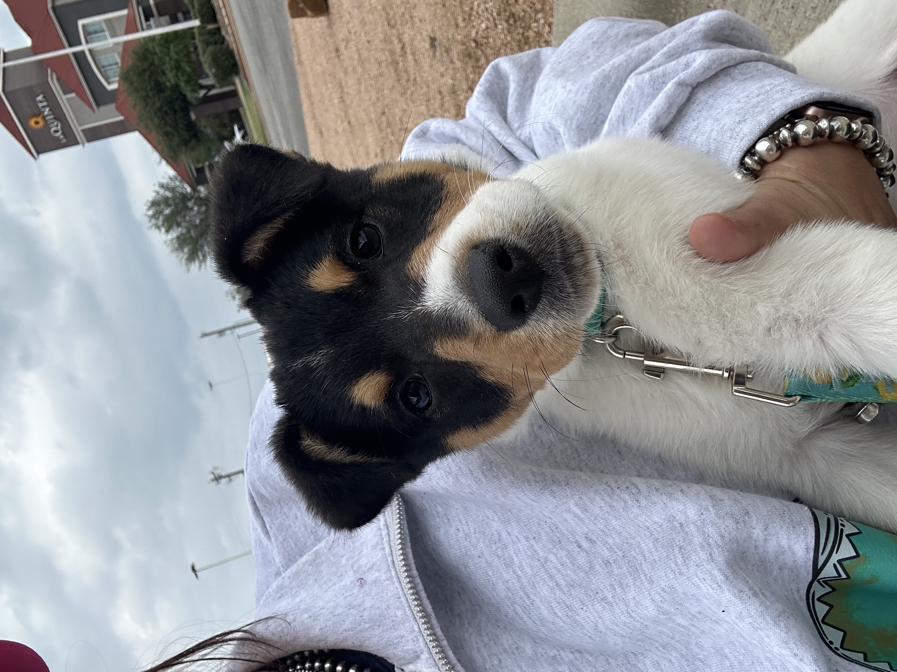 Enlarge Bubbles, a Adopted Rat Terrier in Stephenville, TX image 4/6