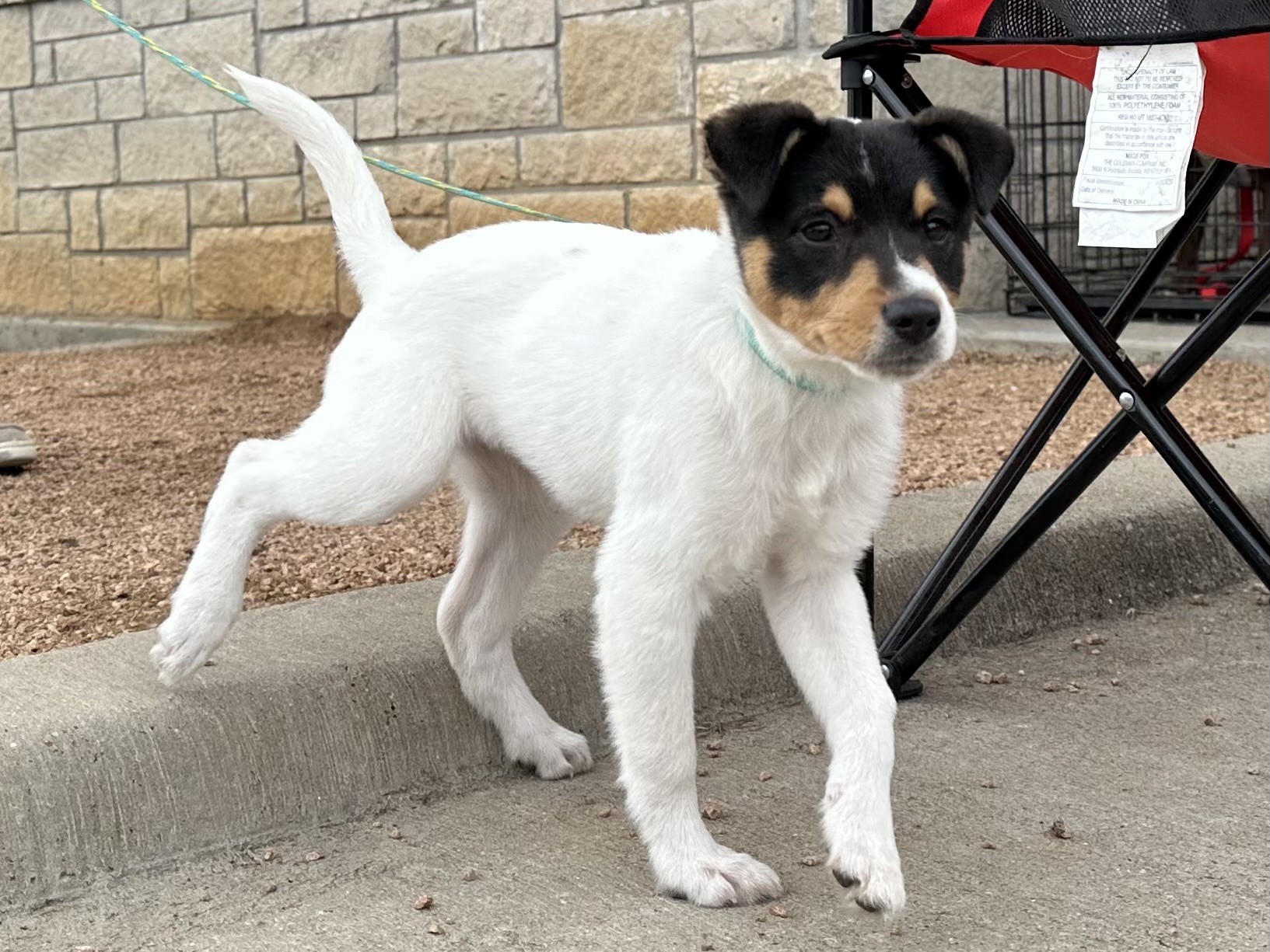 Enlarge Bubbles, a Adopted Rat Terrier in Stephenville, TX image 5/6