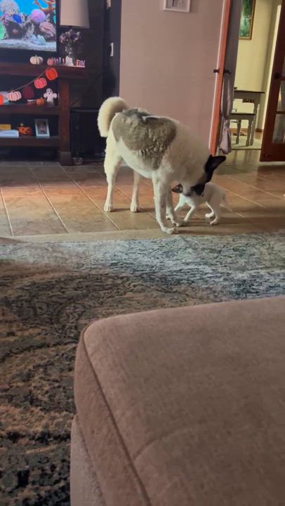 Enlarge Bubbles, a Adopted Rat Terrier in Stephenville, TX video 6/6