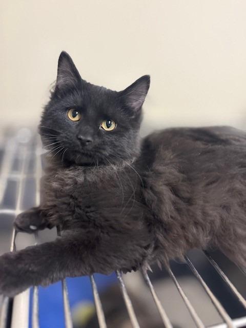 Heathcliff, a Adoptable mixed breed in Ladysmith, WI image 1/3