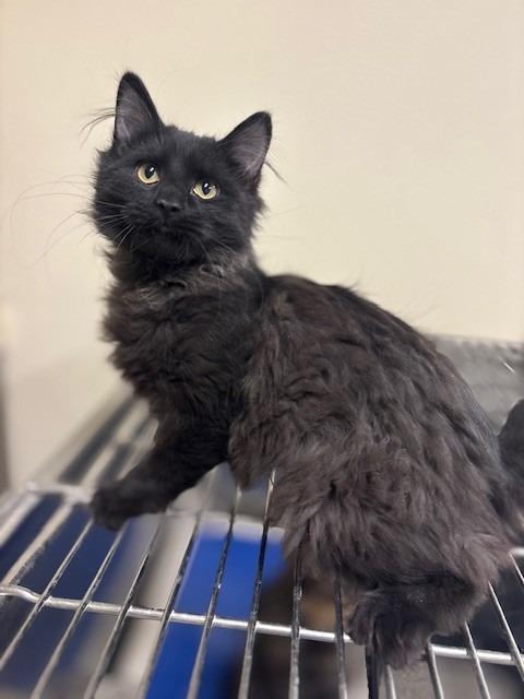 Heathcliff, a Adoptable mixed breed in Ladysmith, WI image 2/3