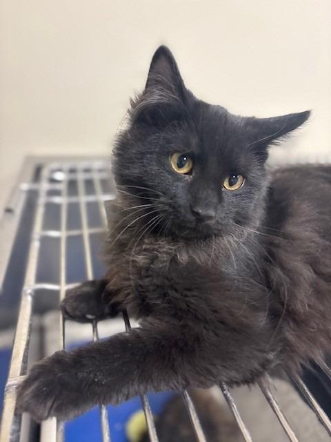 Heathcliff, a Adoptable mixed breed in Ladysmith, WI image 3/3