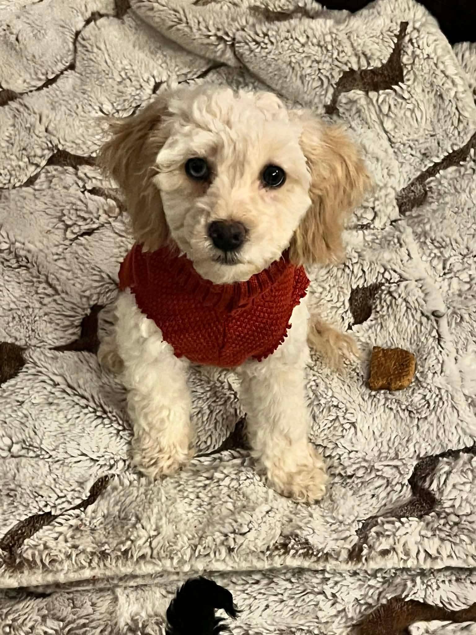 Snowman, Adopted, Young Male Miniature Poodle.