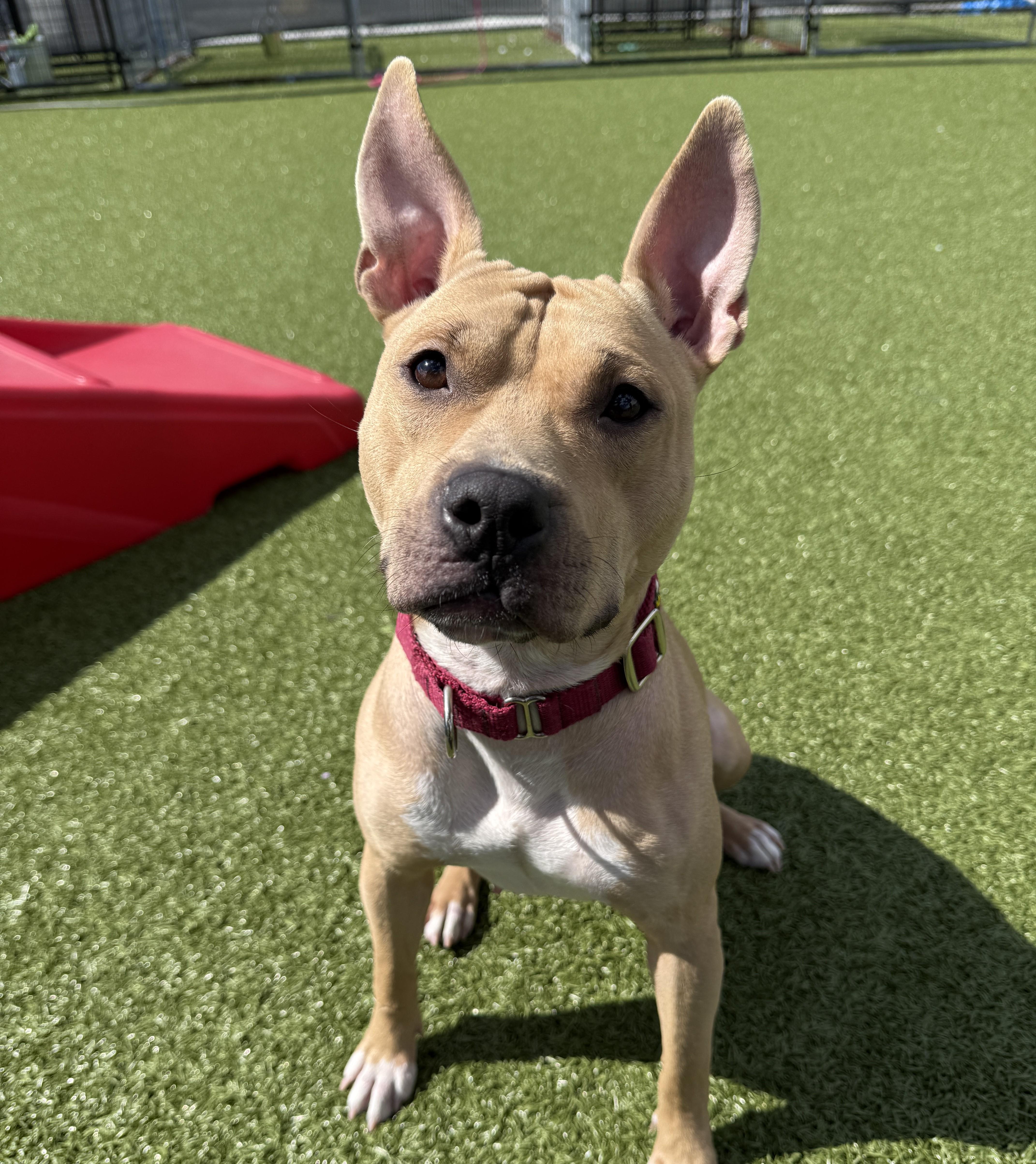 Honey , ADOPTABLE, Adult Female Mixed Breed.