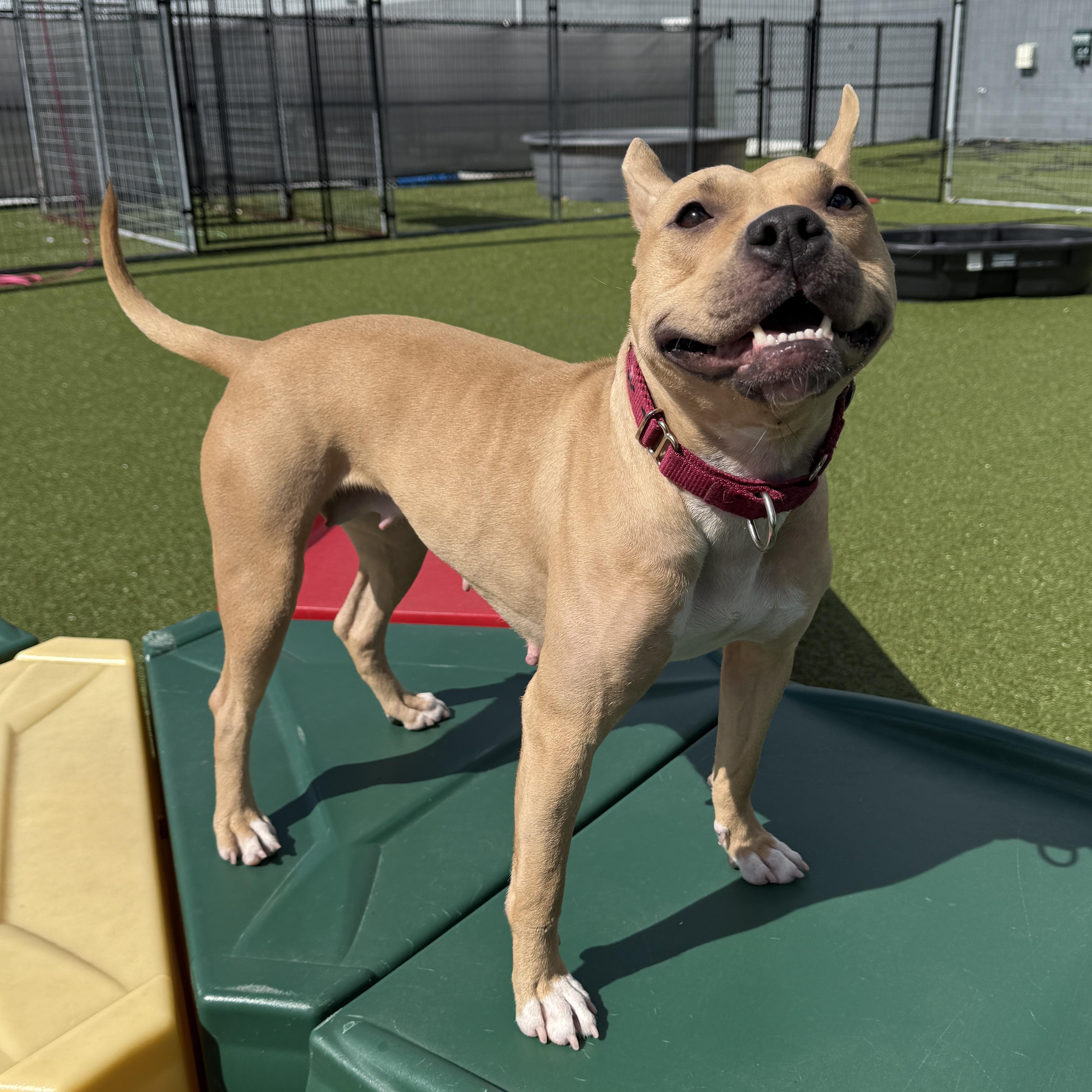 Enlarge Honey , a ADOPTABLE mixed breed in Columbus, OH image 5/6