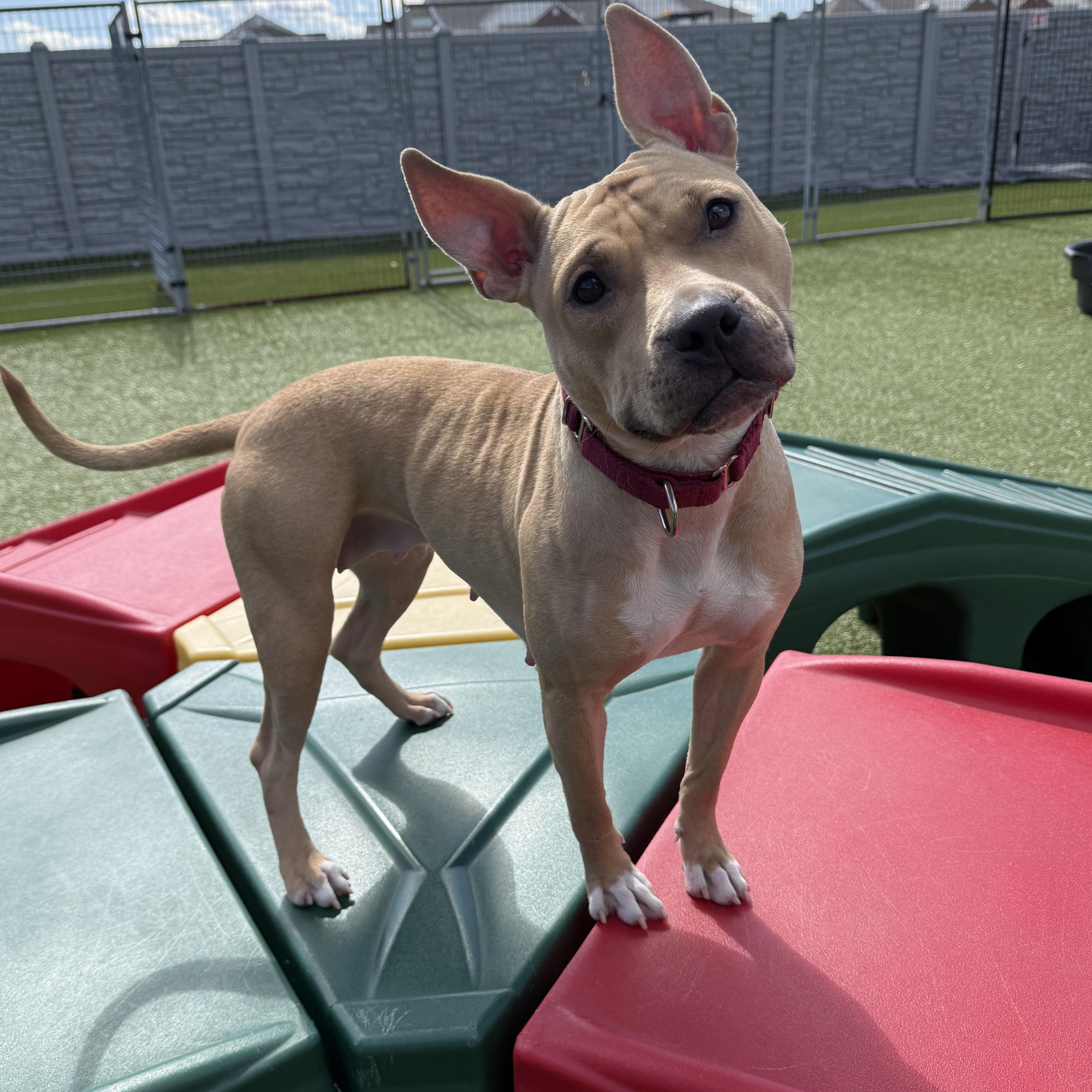 Enlarge Honey , a ADOPTABLE mixed breed in Columbus, OH image 6/6