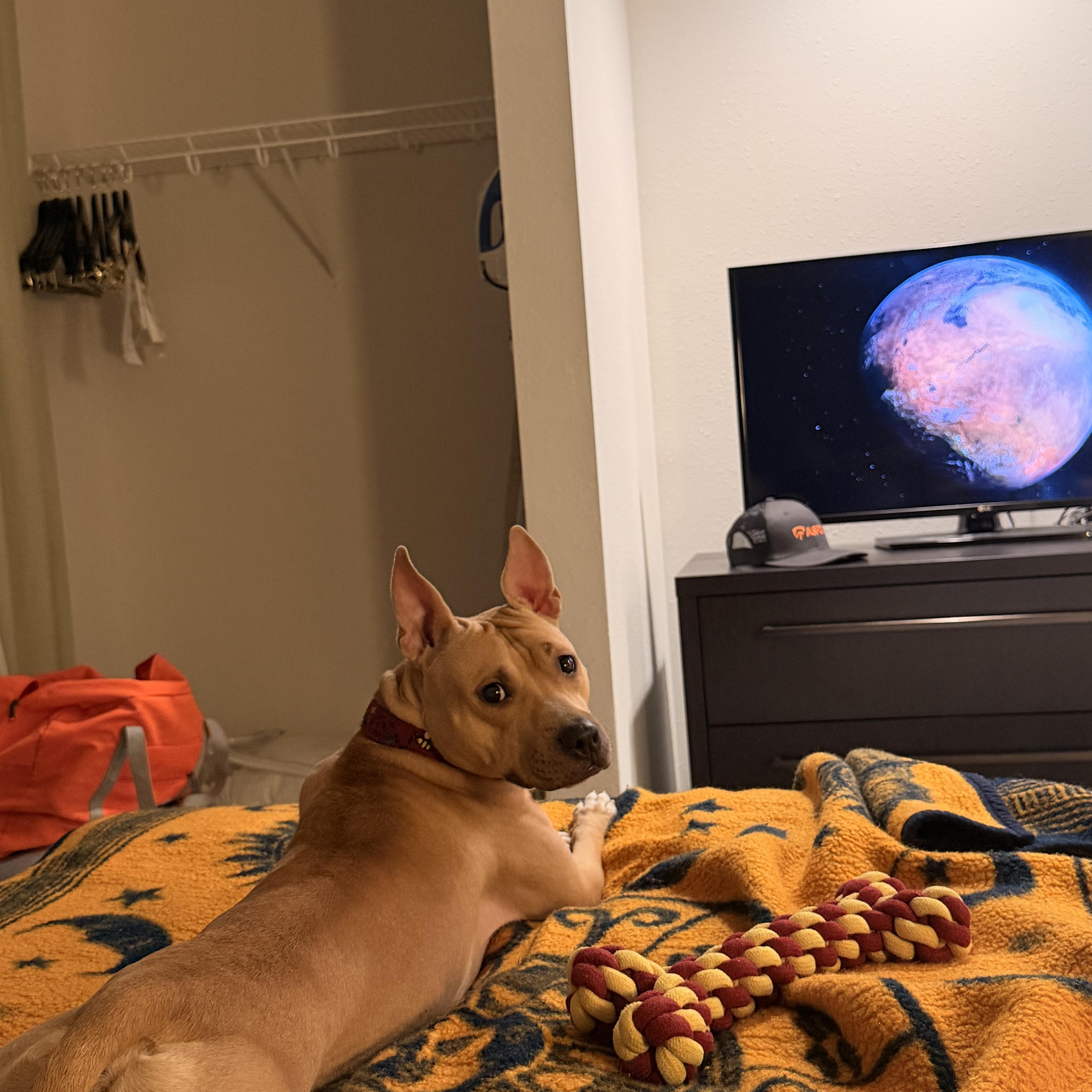 Enlarge Honey , a ADOPTABLE mixed breed in Columbus, OH image 3/6