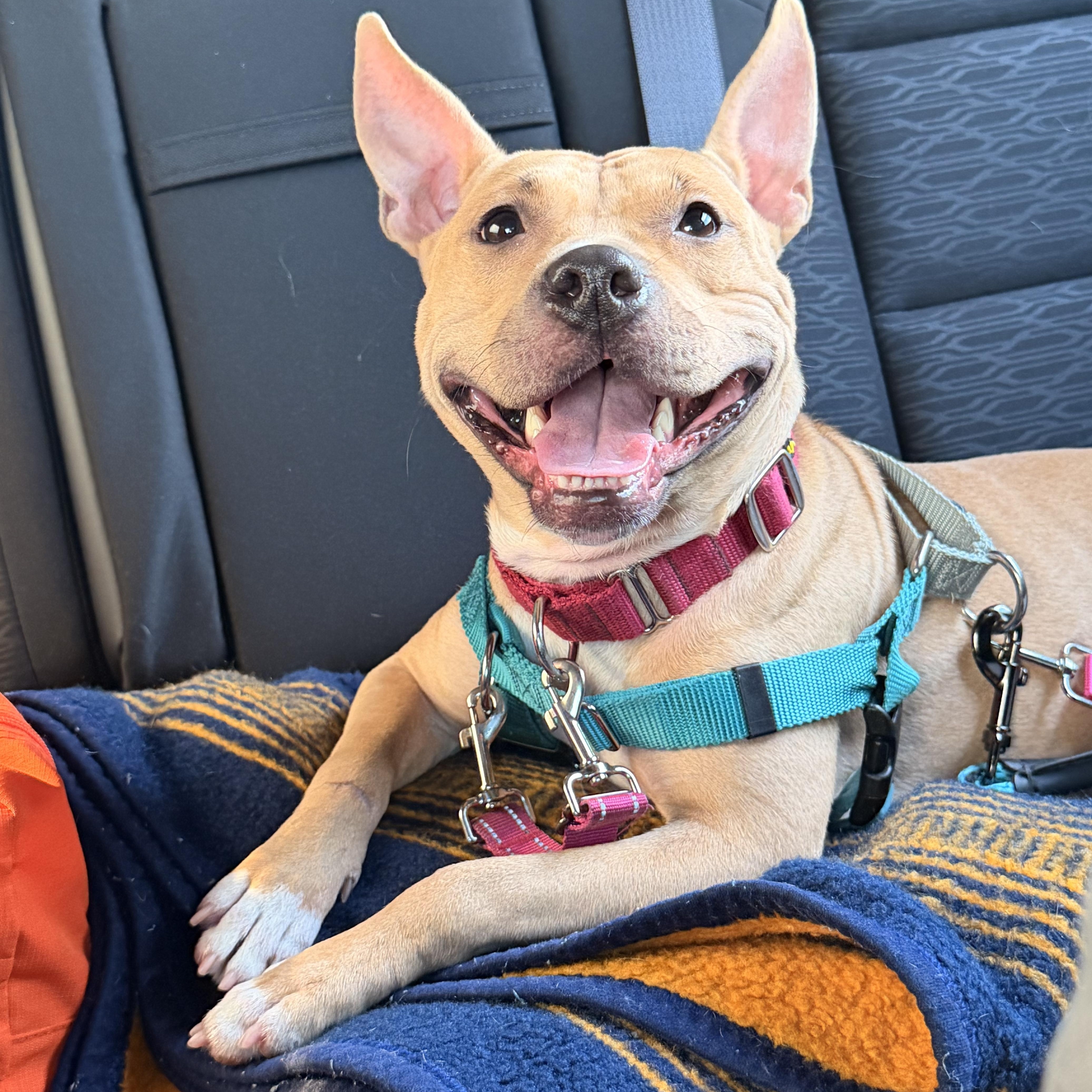 Enlarge Honey , a ADOPTABLE mixed breed in Columbus, OH image 2/6