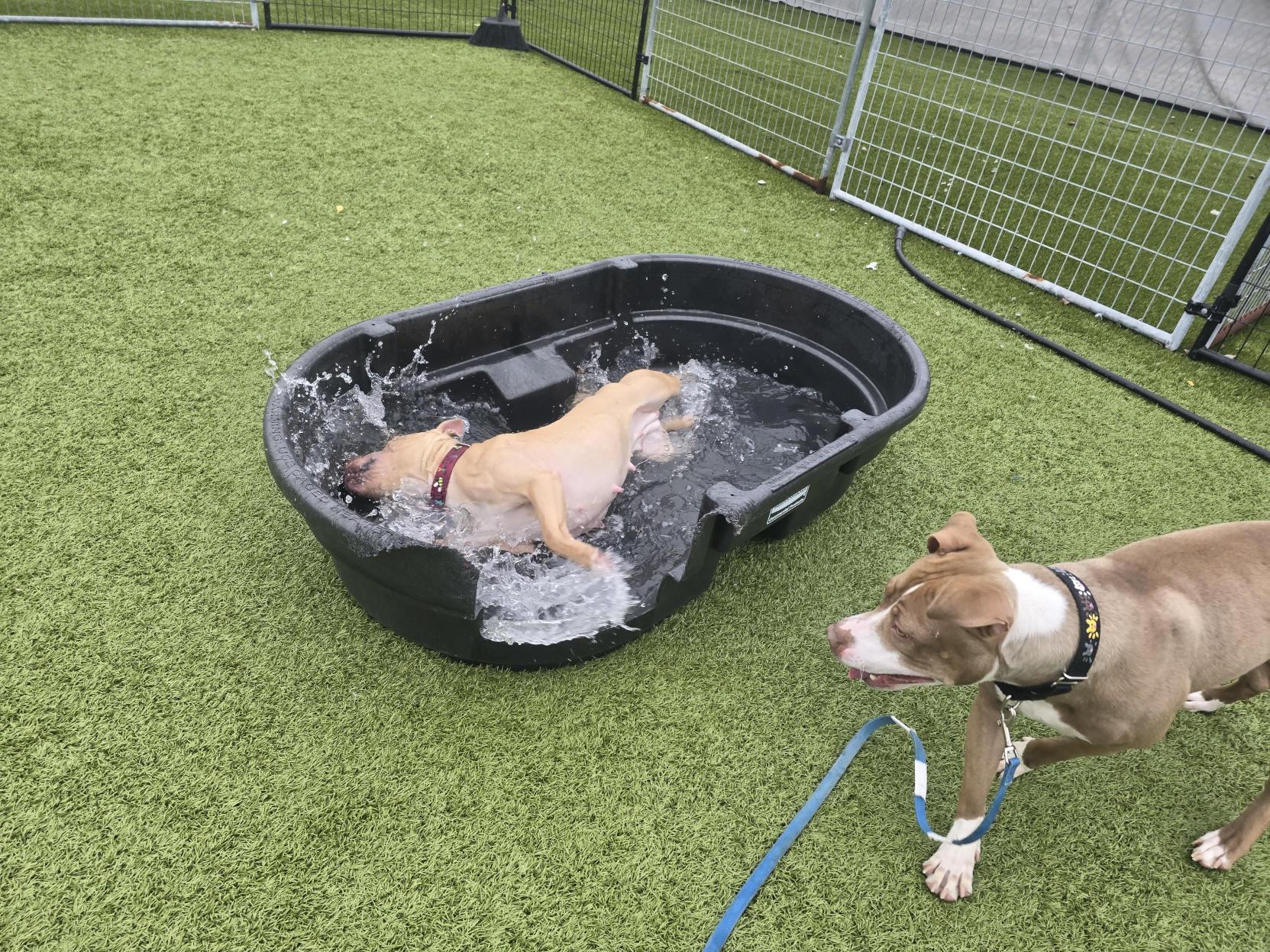 Enlarge Honey , a ADOPTABLE mixed breed in Columbus, OH image 4/6