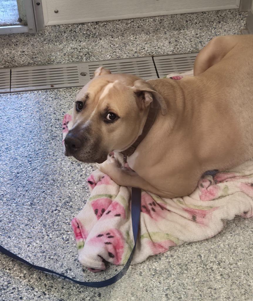 Chez, Adoptable, Adult Male Terrier.