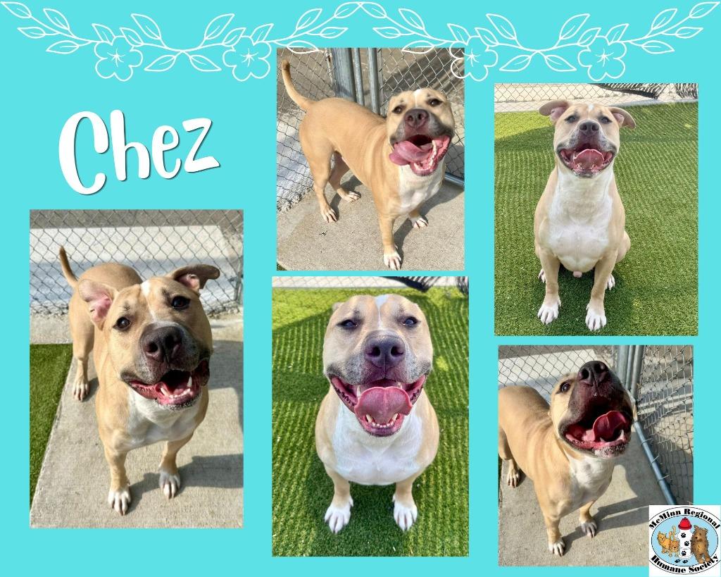 Enlarge Chez, a Adoptable mixed breed in Athens, TN image 2/3