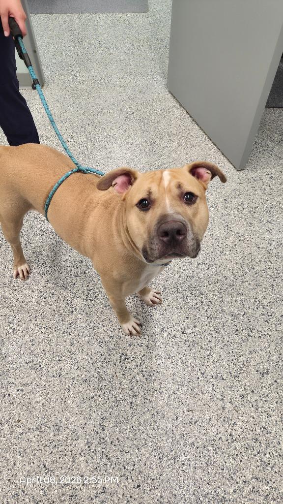 Enlarge Chez, a Adoptable mixed breed in Athens, TN image 3/3