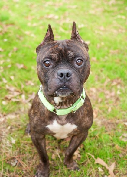 McCoy 60543, a Adoptable mixed breed in Aiken, SC image 1/3