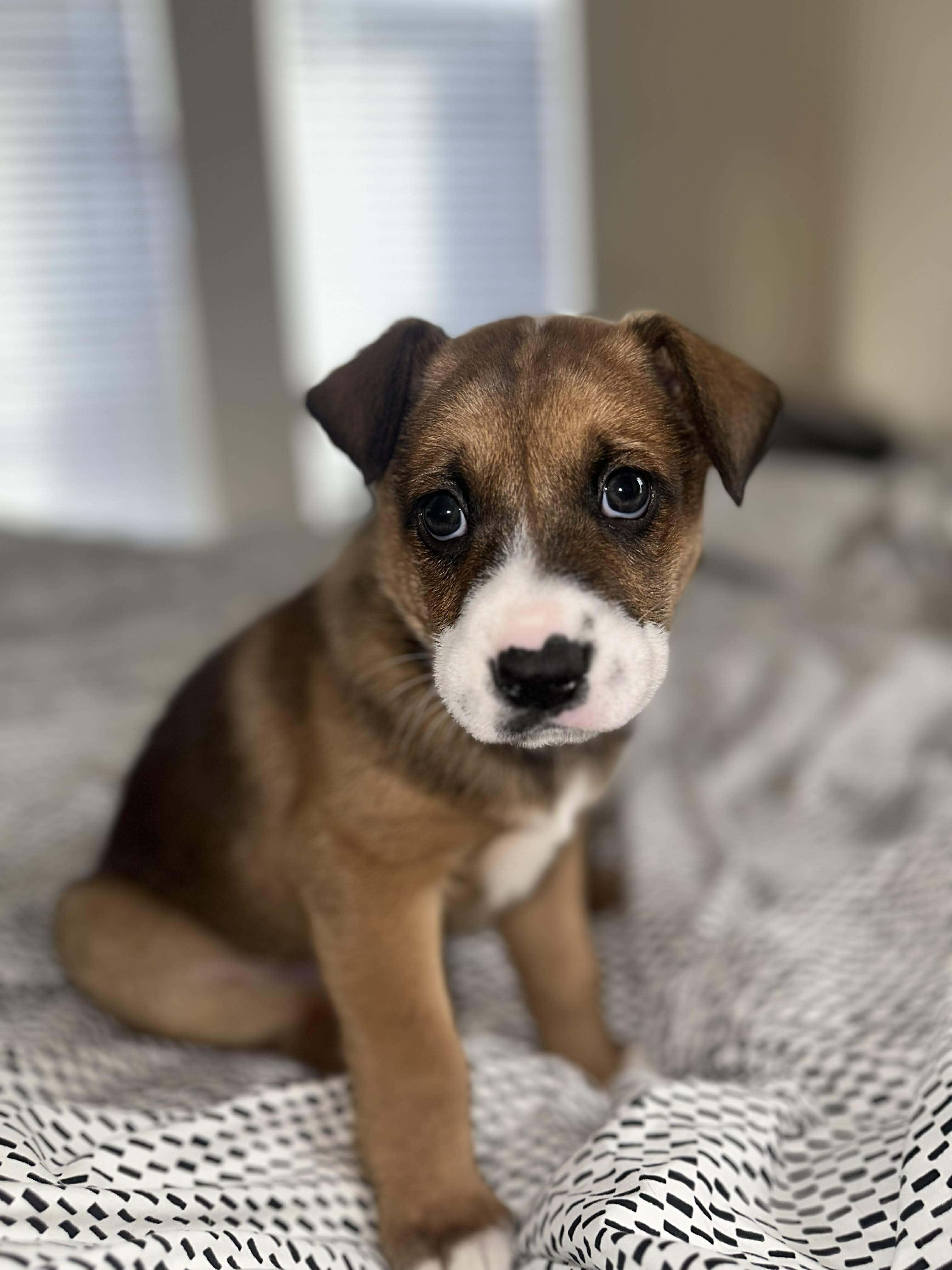 Marsh, ADOPTABLE, Young Female Shepherd.