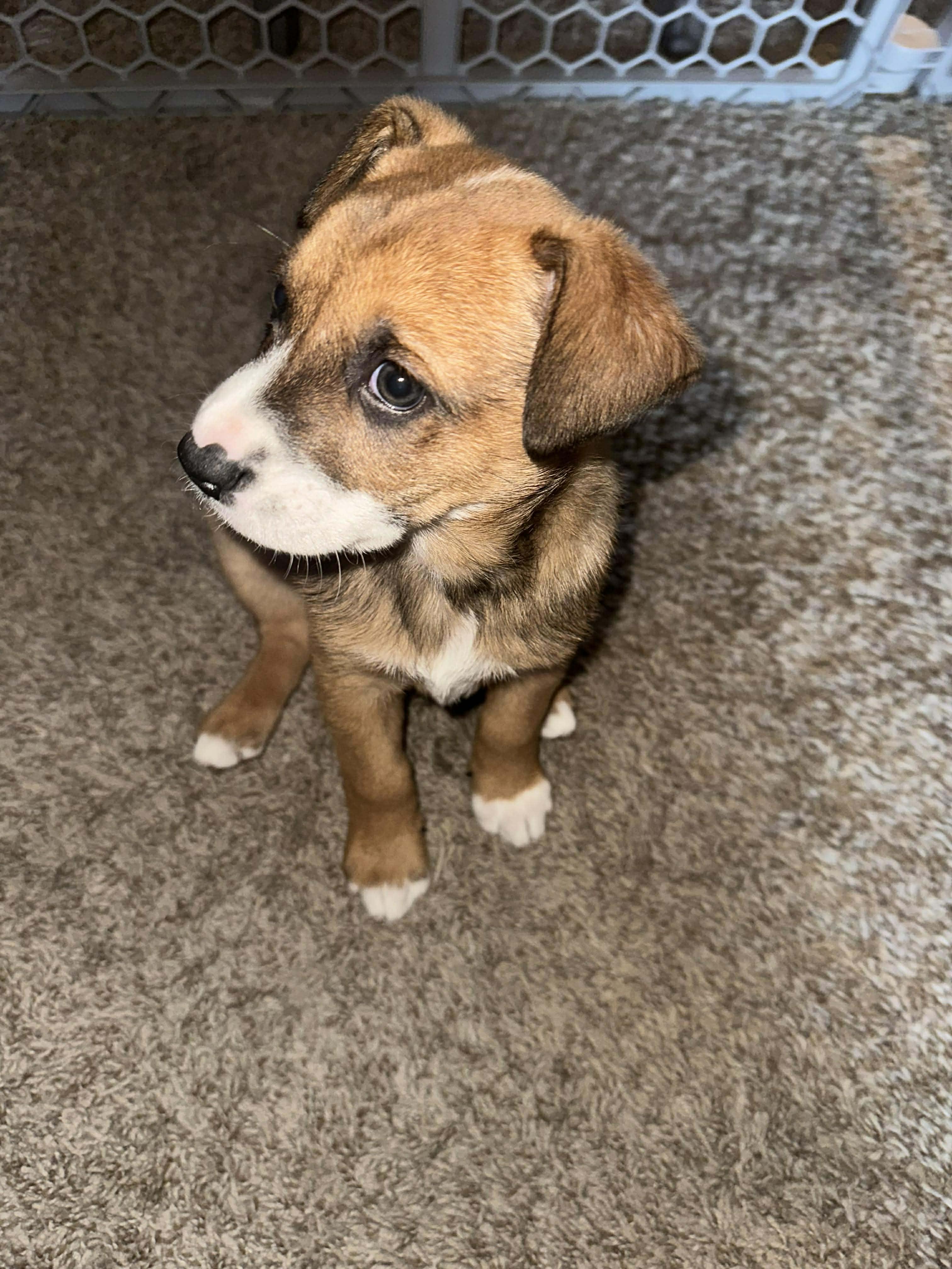 Enlarge Marsh, an adopted mixed breed in Wichita Falls, TX image 2/5
