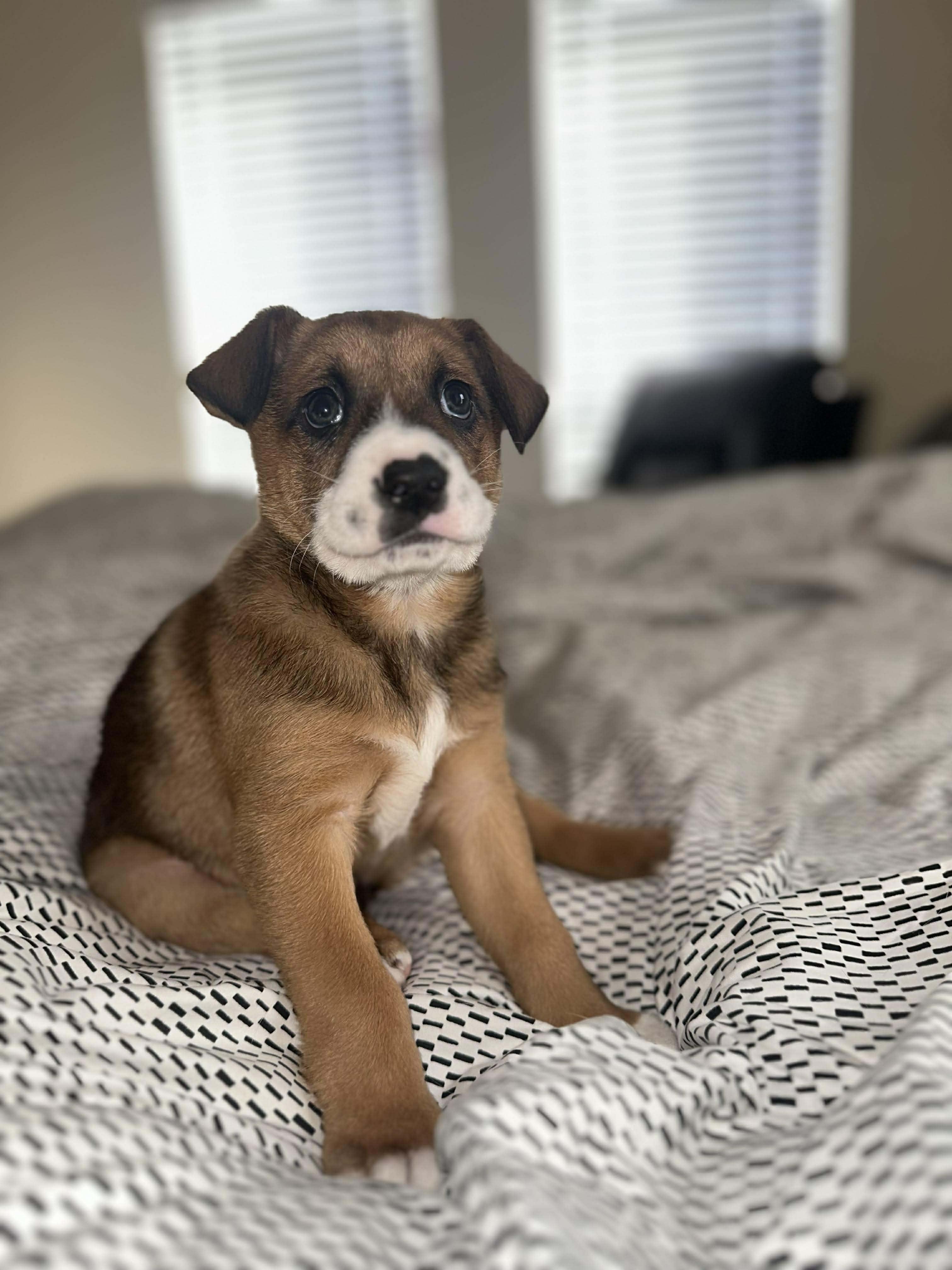 Enlarge Marsh, an adopted mixed breed in Wichita Falls, TX image 3/5