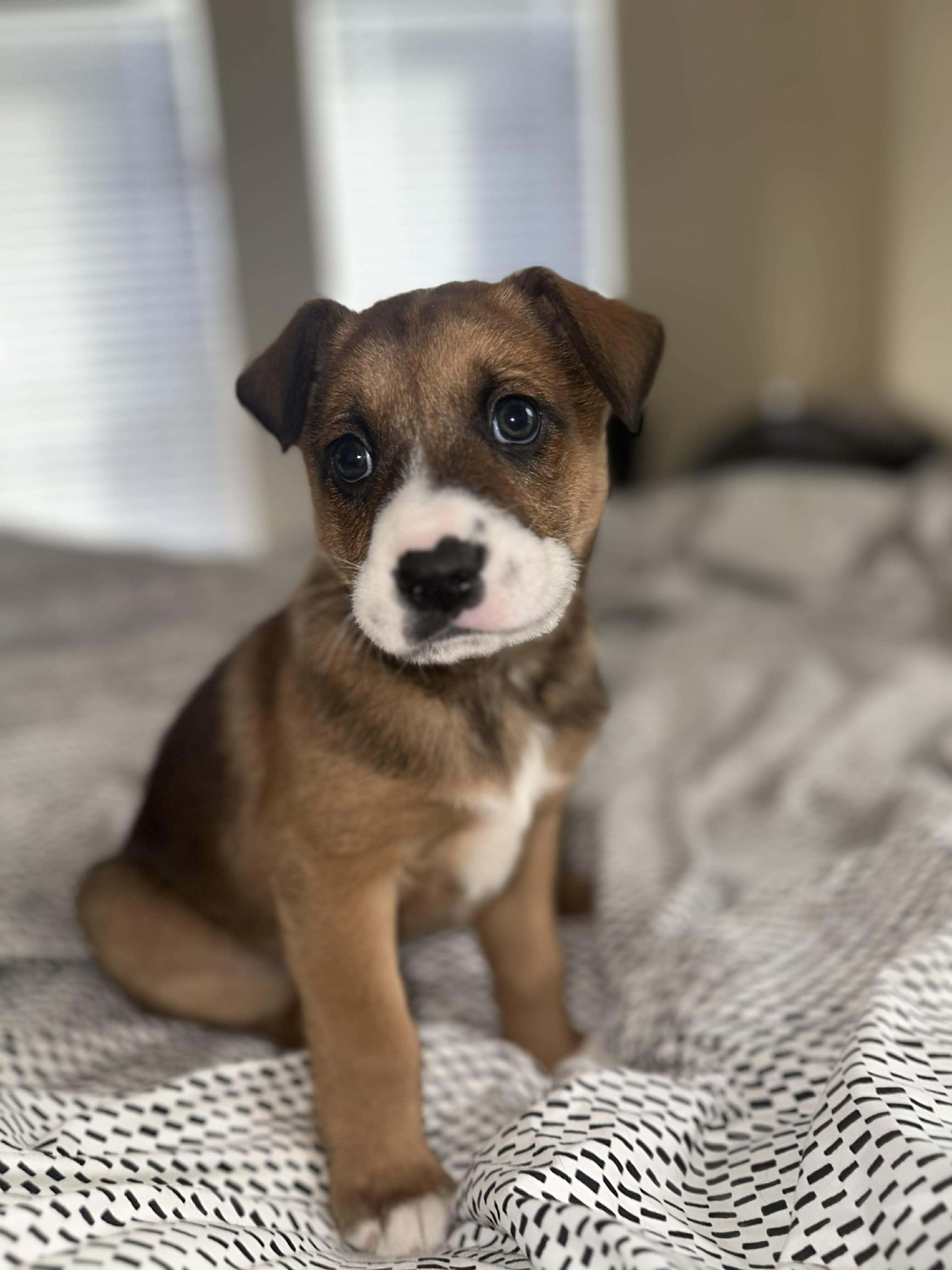 Enlarge Marsh, an adopted mixed breed in Wichita Falls, TX image 5/5