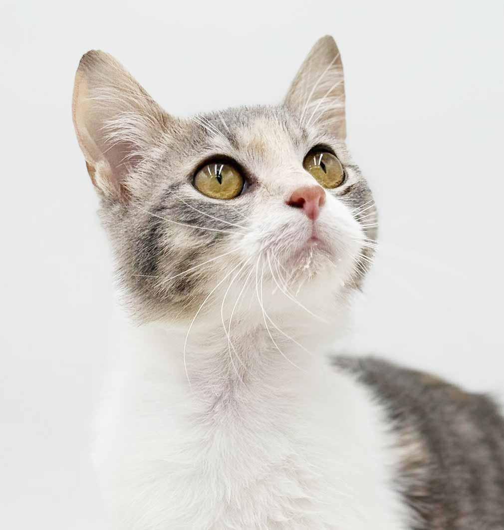  Rug Rat is happiness in a rainbow package! EPIC sweet therapy! VIDEO!!, adopted, Young Female Turkish Angora & Dilute Calico.