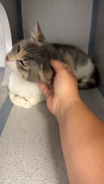 Enlarge  Rug Rat is happiness in a rainbow package! EPIC sweet therapy! VIDEO!!, an adopted mixed breed in Bedford Hills, NY video 3/6
