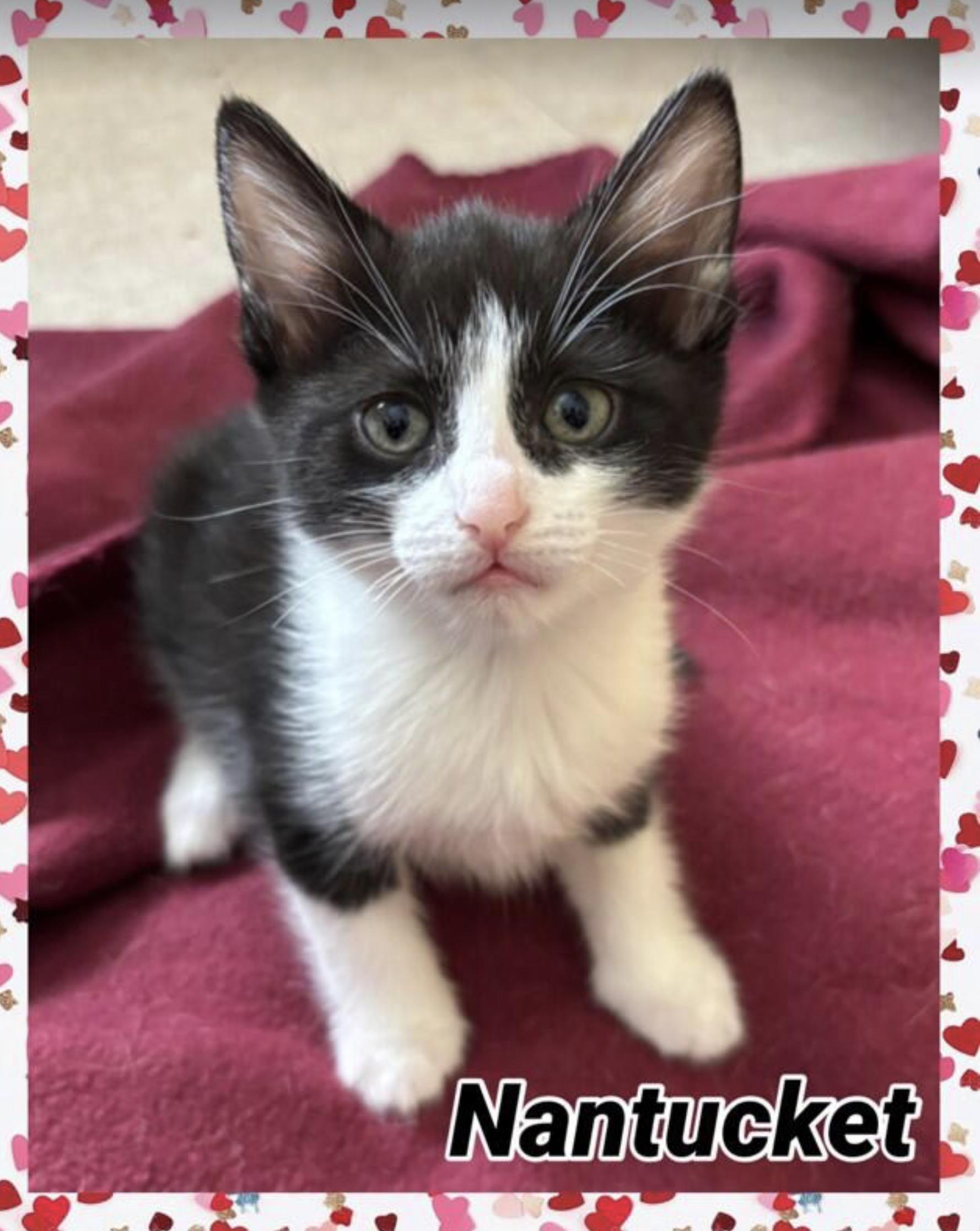 Nantucket, Adoptable, Kitten Female Domestic Short Hair.