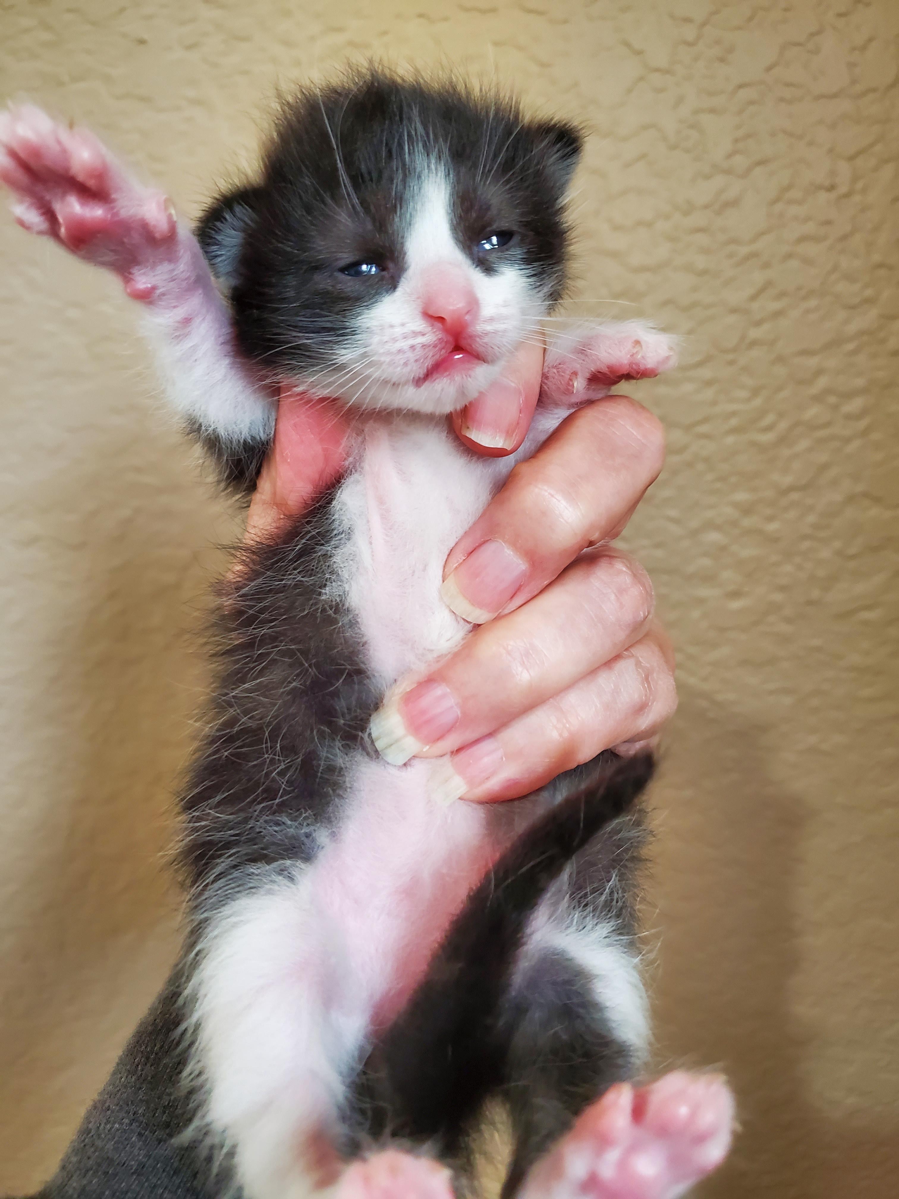 Enlarge Nantucket, a Adoptable mixed breed in Carlsbad, CA image 2/2