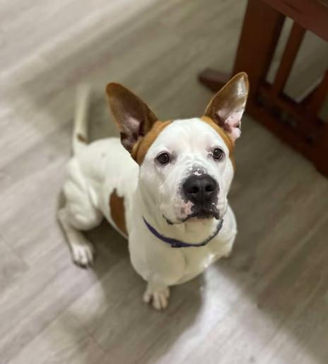 Cole, Adoptable, Adult Male Pit Bull Terrier & American Bulldog.